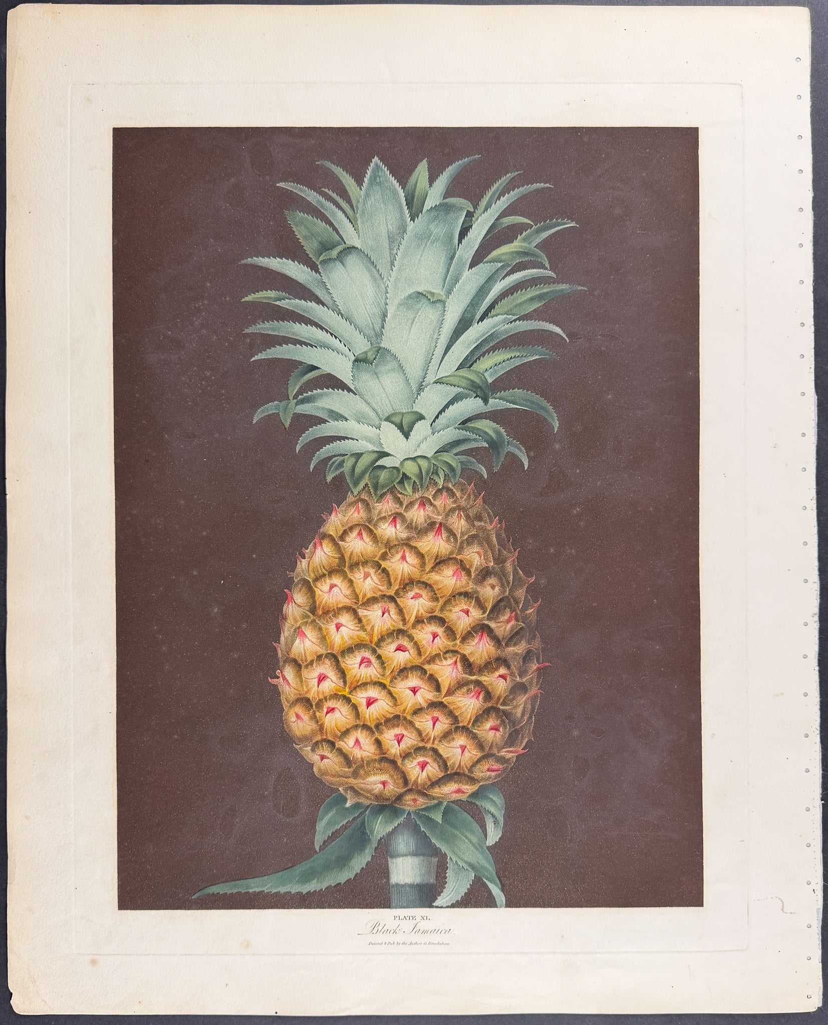 Pineapple [Black Jamaica Pine]