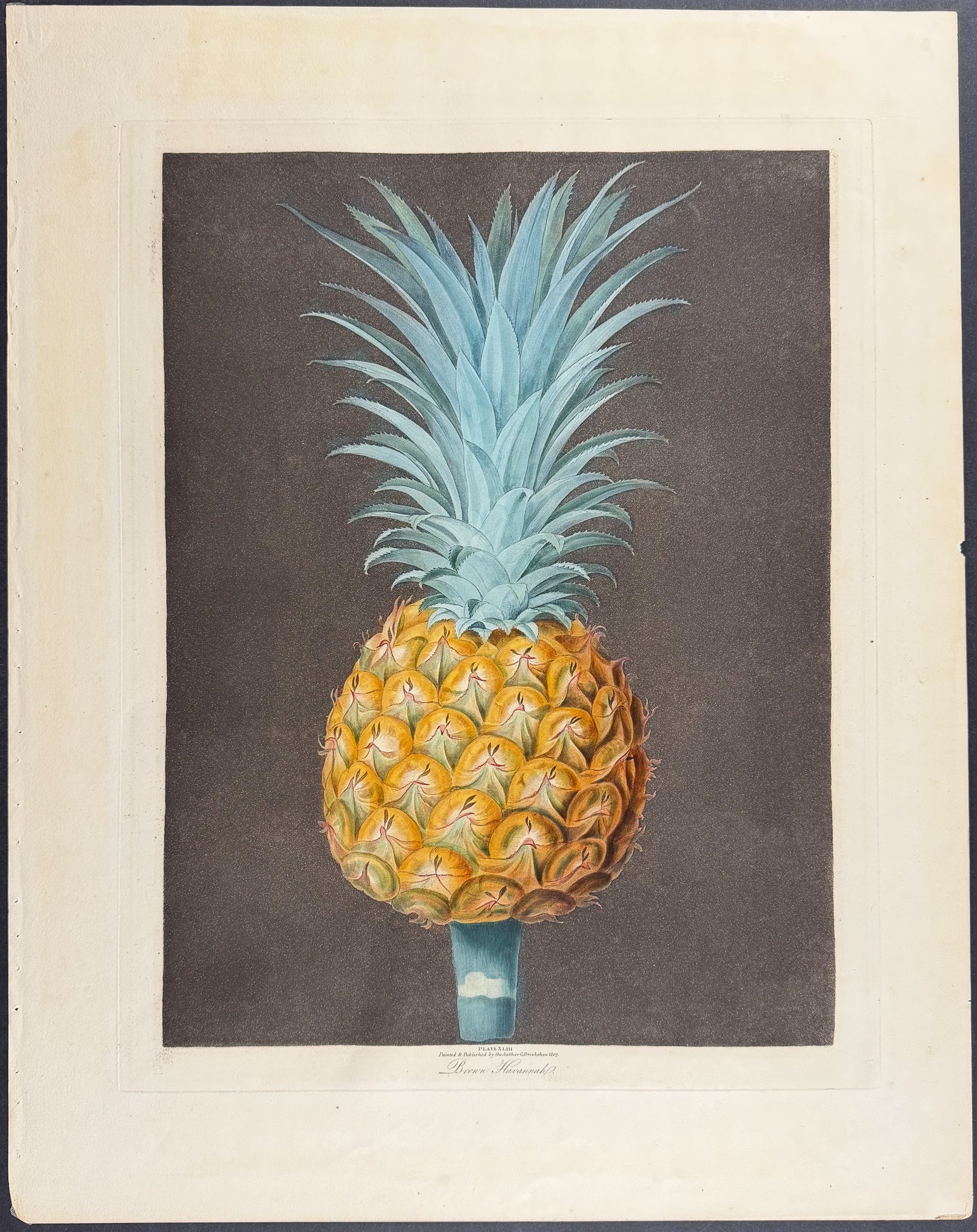 Pineapple [Brown Havannah Pine]