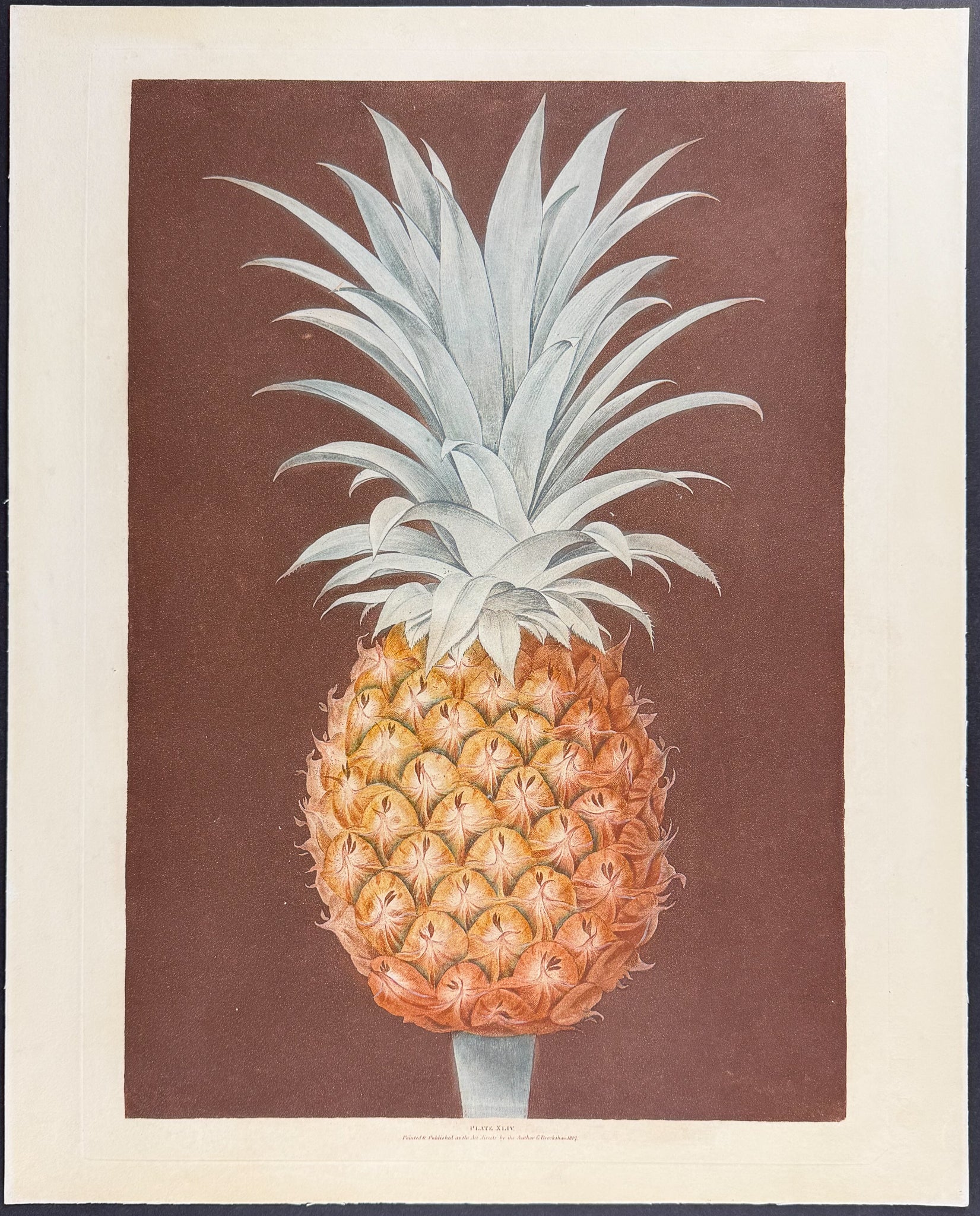 Pineapple [Smooth Leaved Green Antigua Pine]