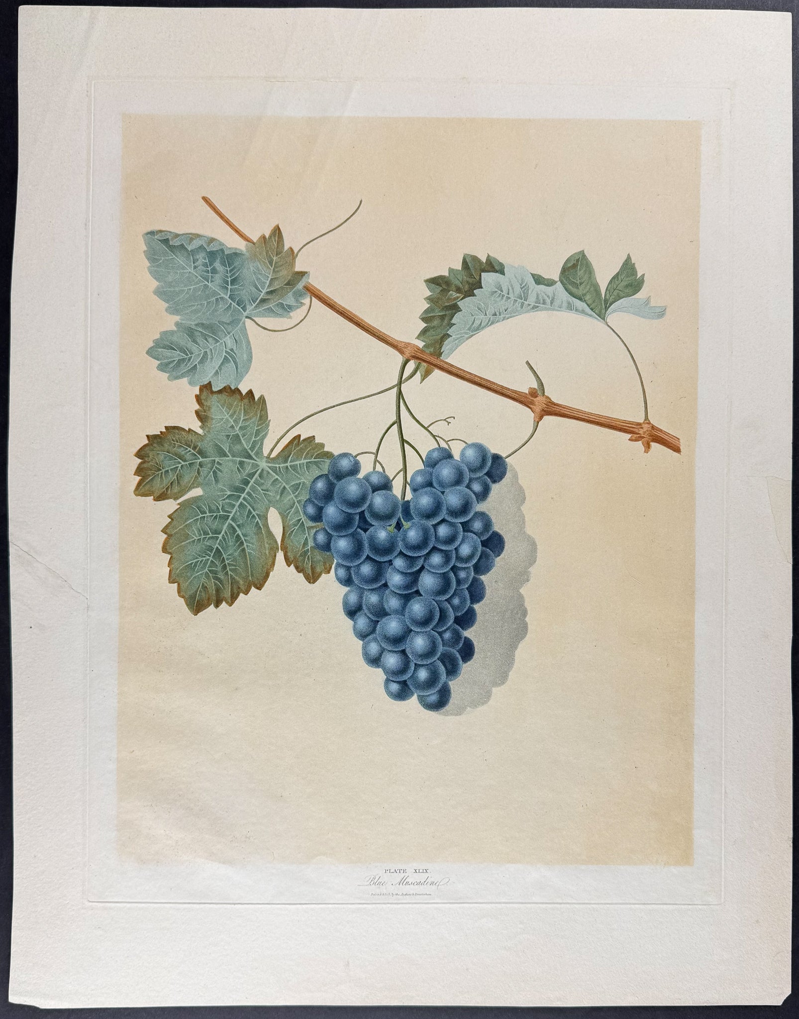 Grapes