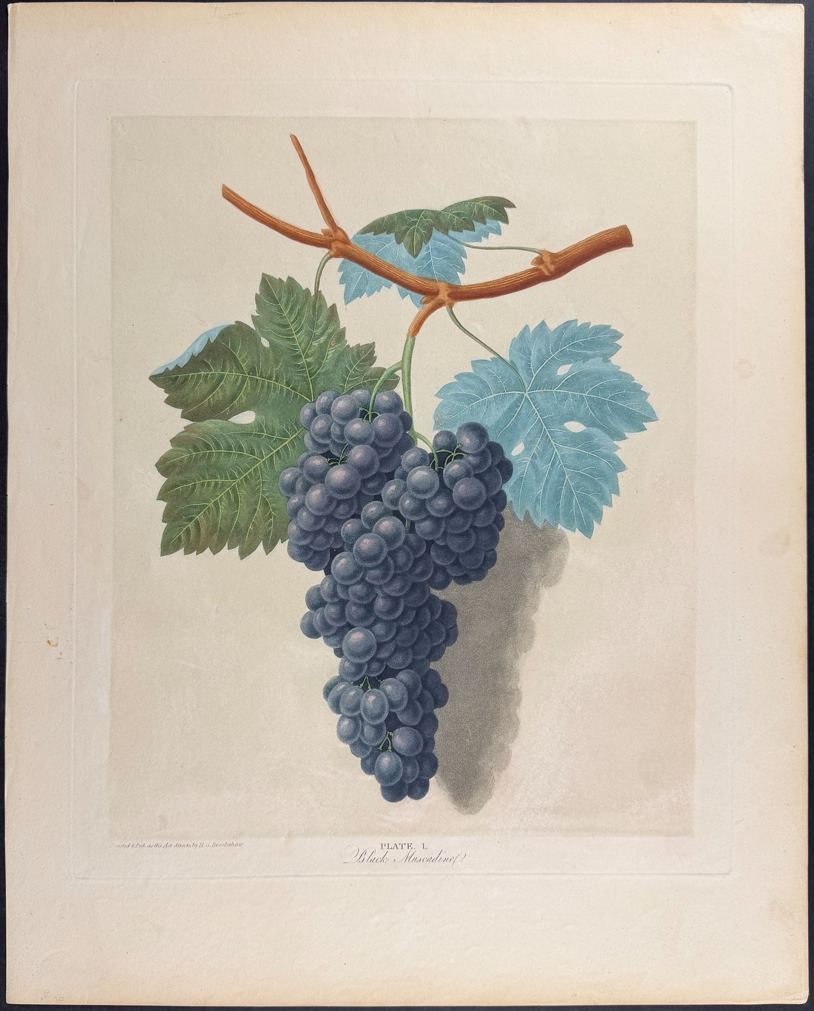 Grapes [Black Muscadine]