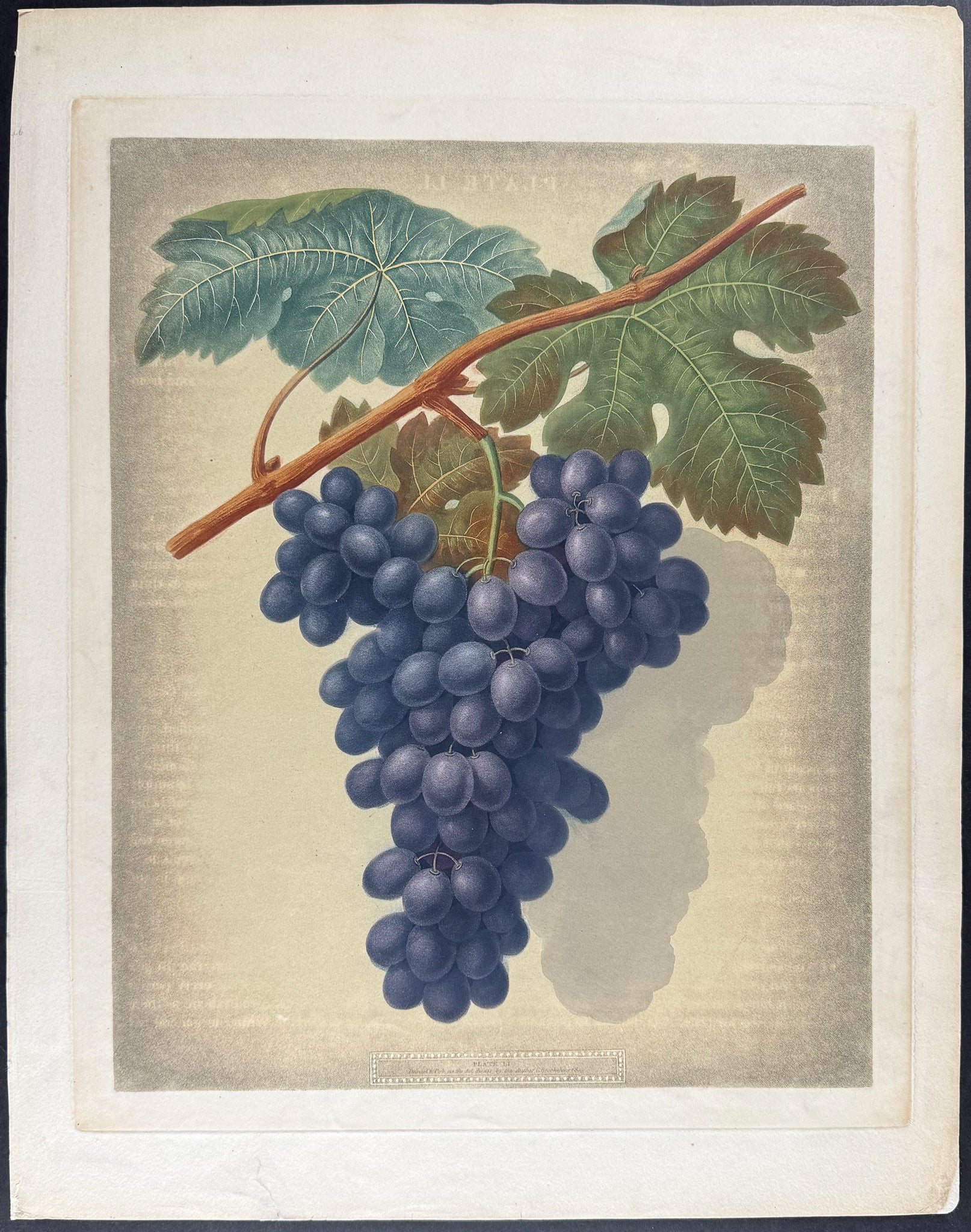 Grapes