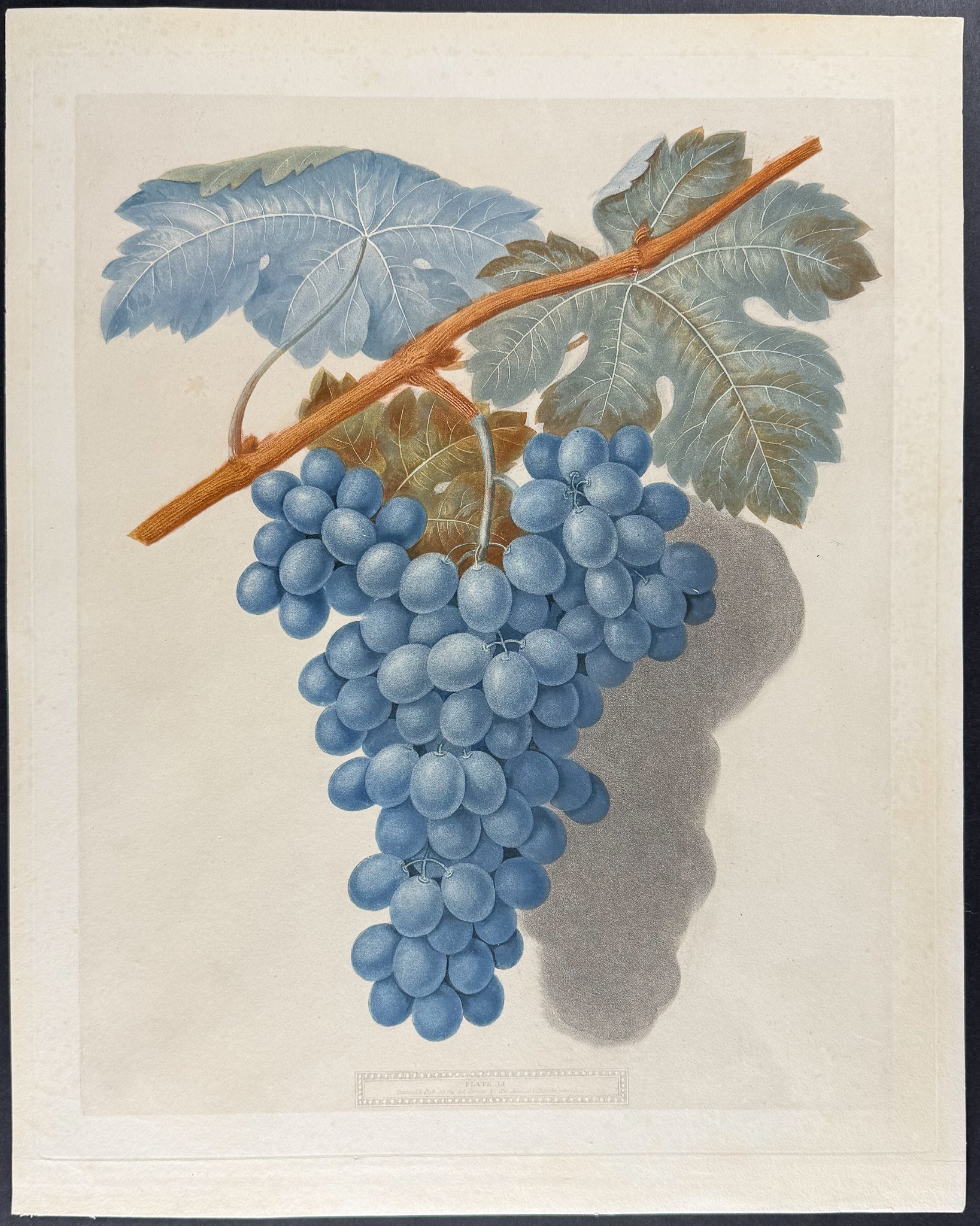 Grapes