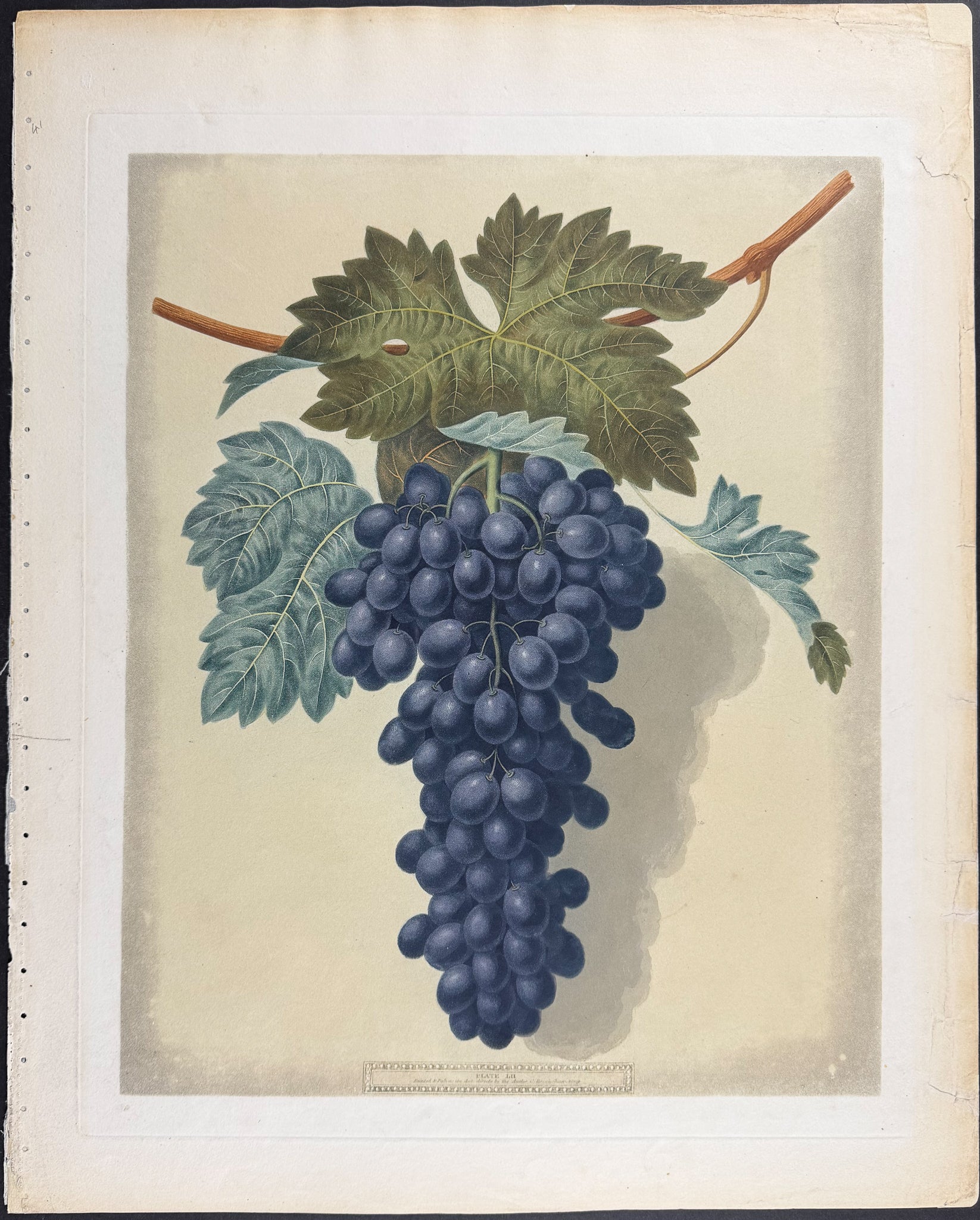 Grapes [Black Prince Grape]