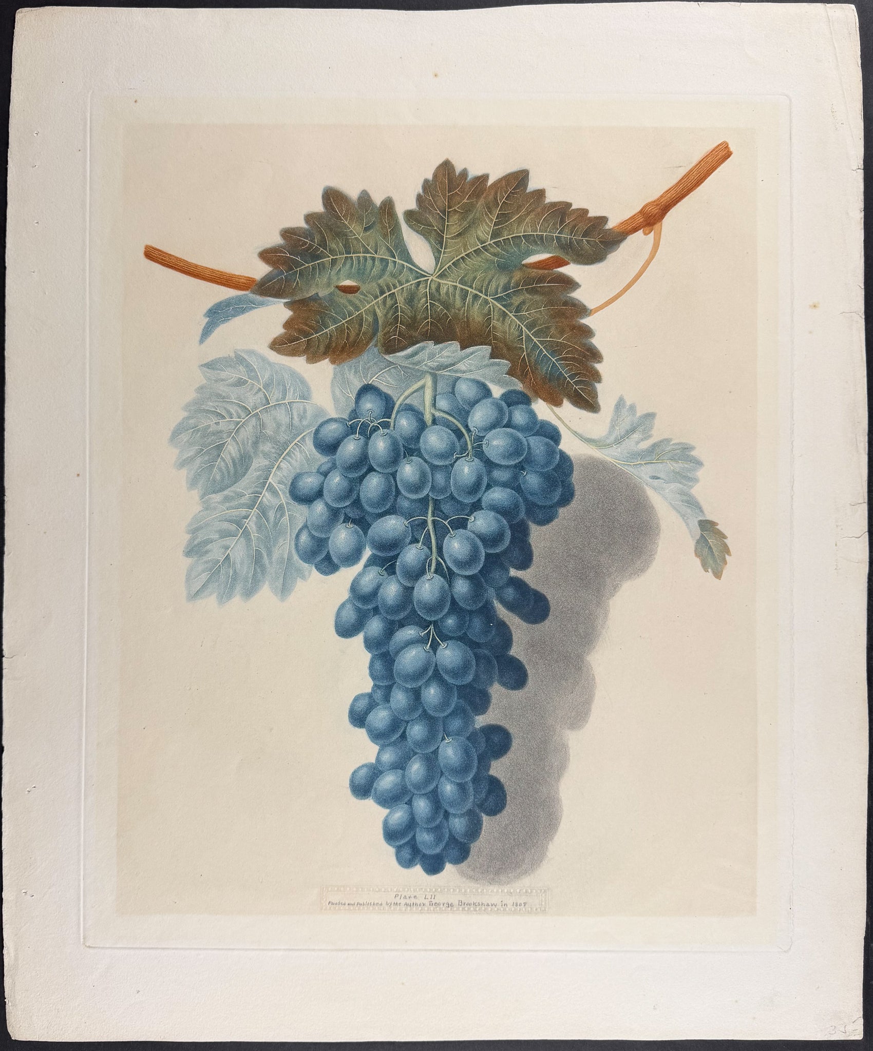Grapes [Black Prince Grape]