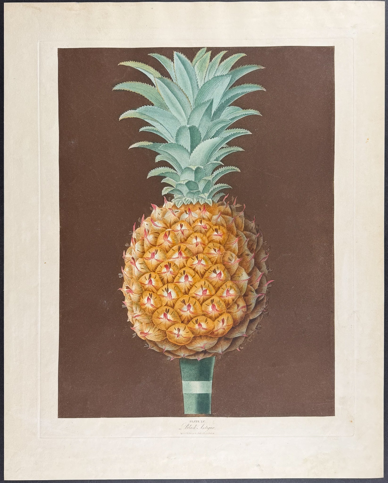 Pineapple [Black Antigua]