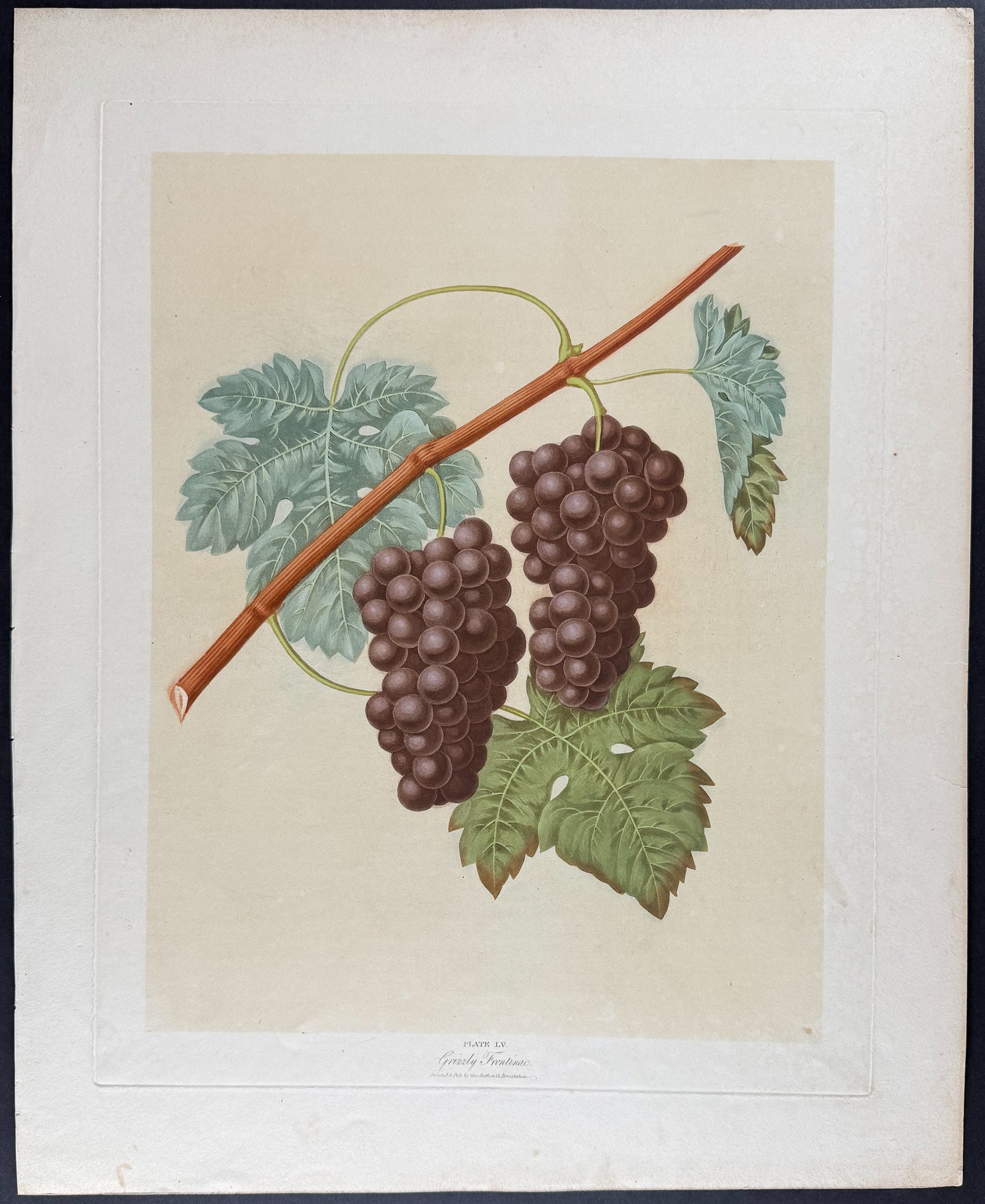 Grapes