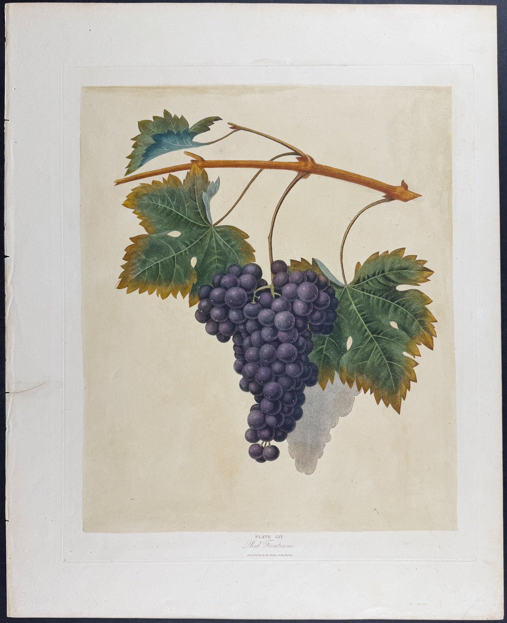 Grapes [Red Frontiniac Grape]