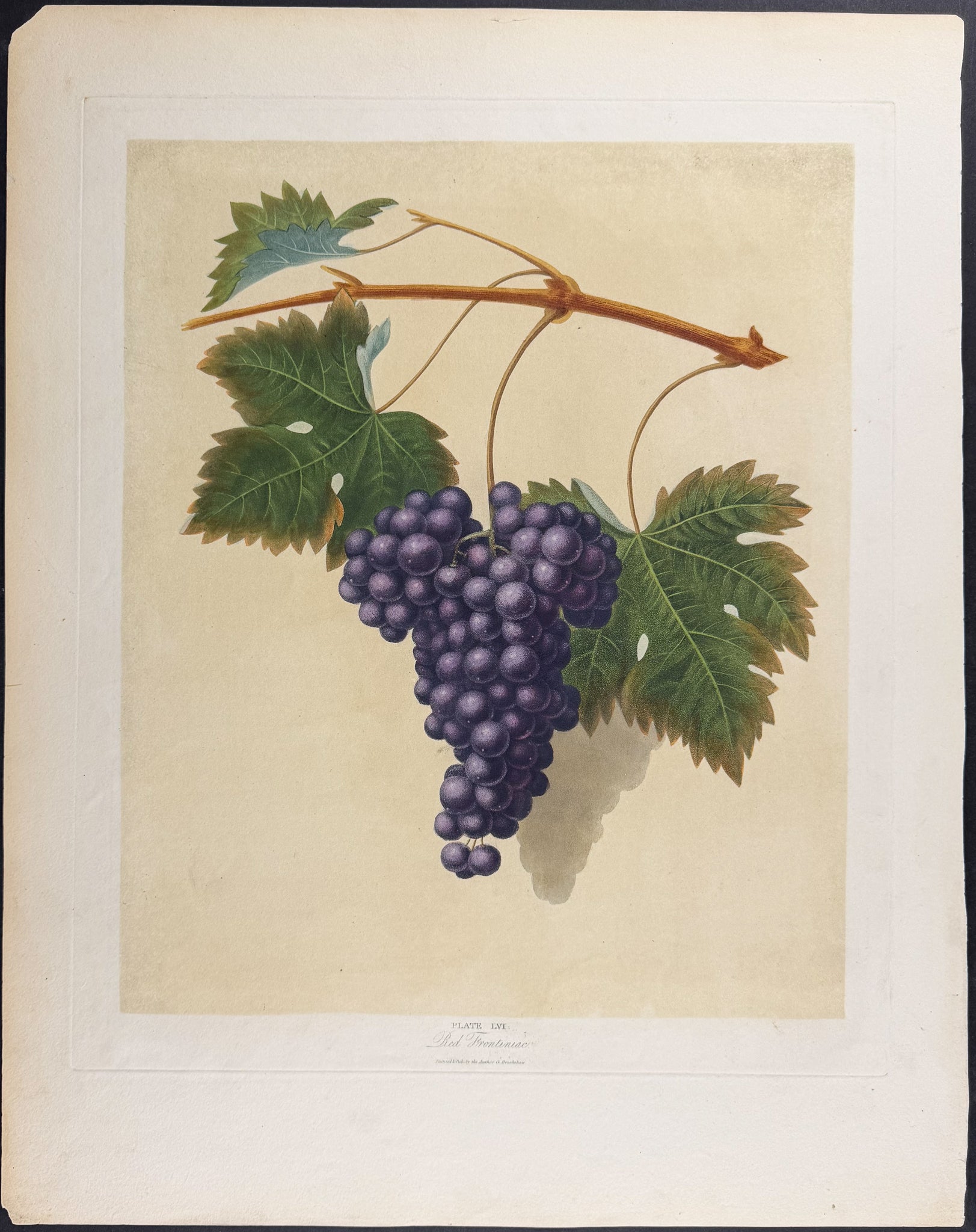 Grapes [Red Frontiniac Grape]