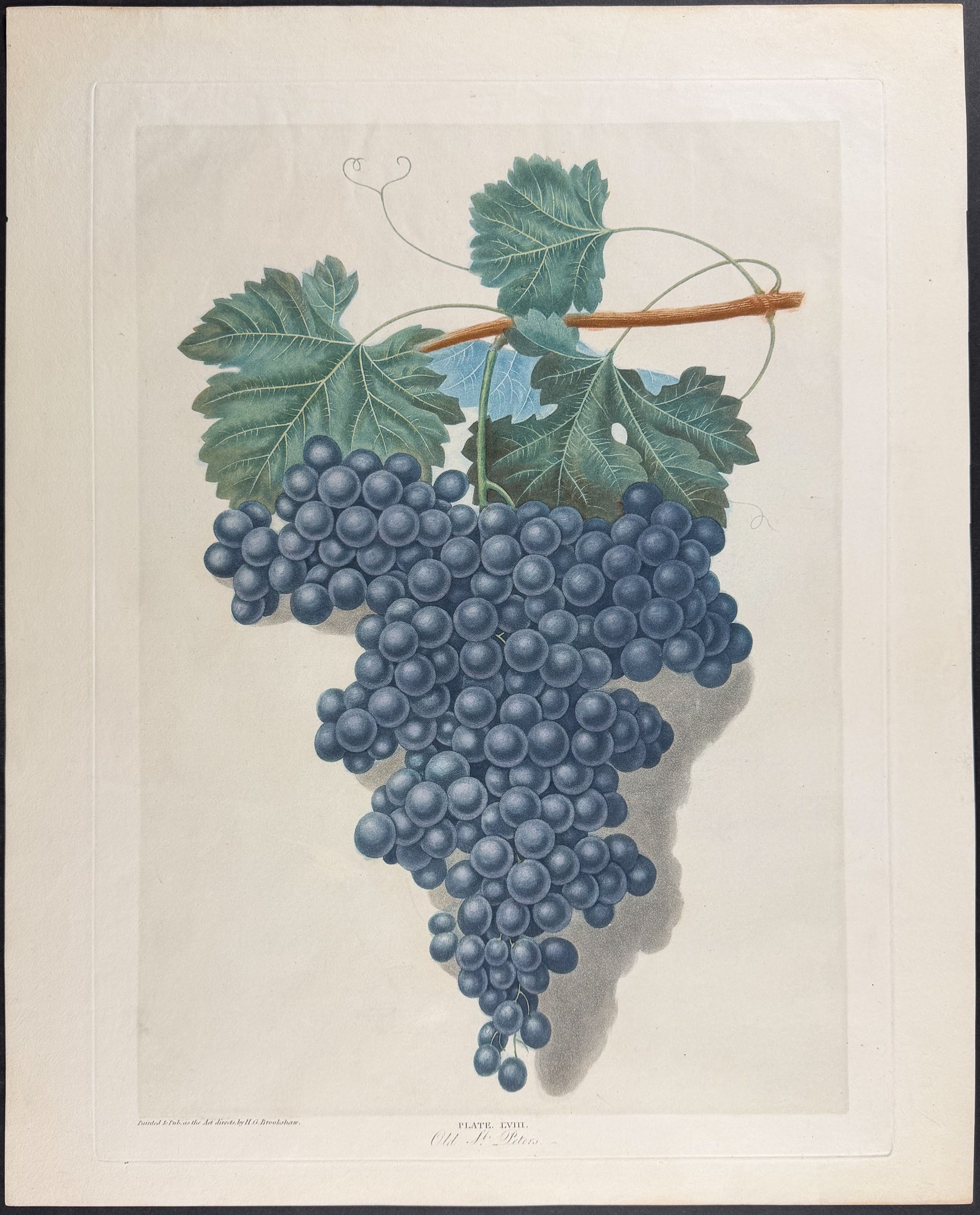 Grapes [Old St. Peter Grape]