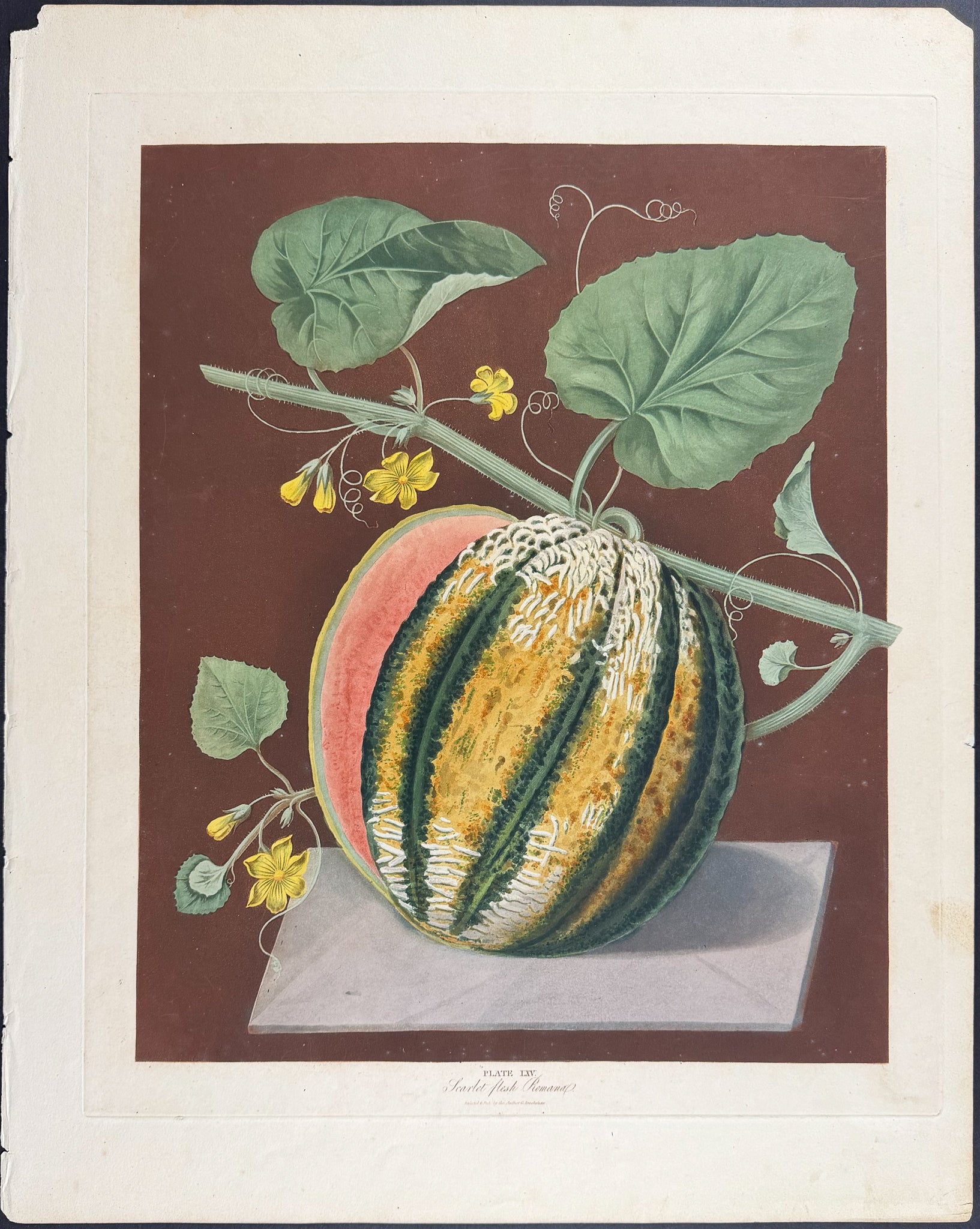 Melon [Scarlet Flesh Romana]