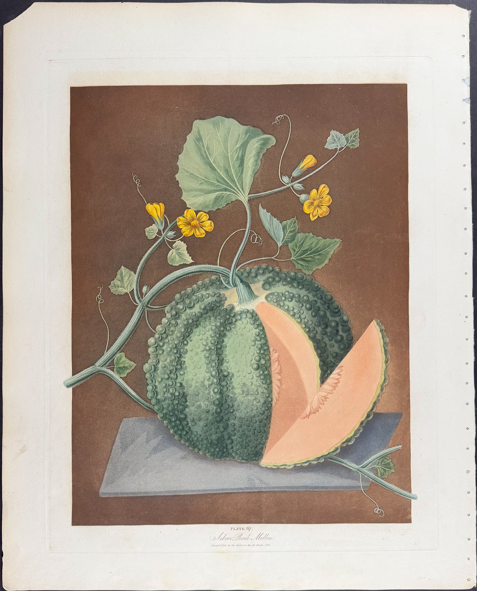 Melon [Silver Rock Melon]