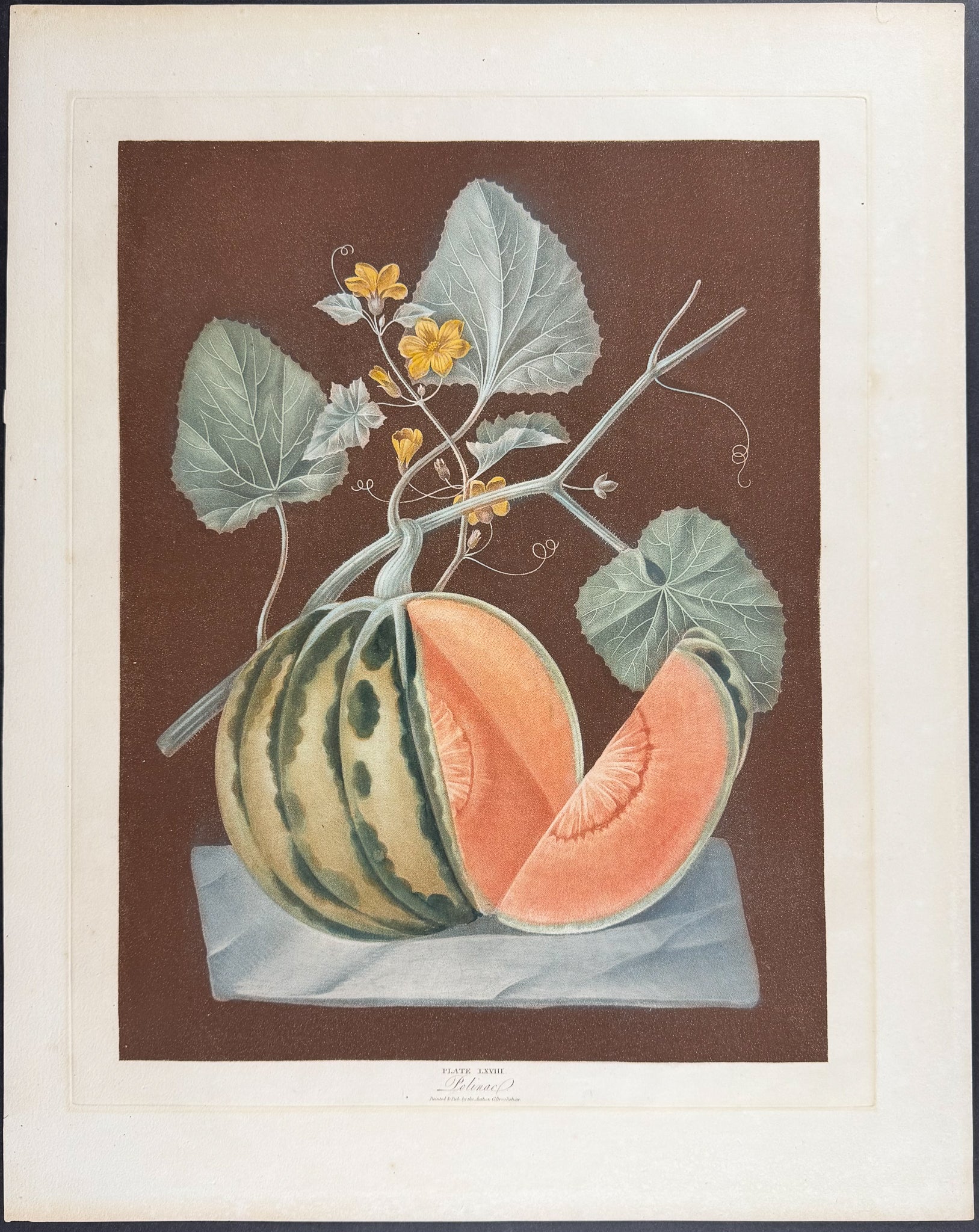 Melon [White Candia (White Flesh Melon)]