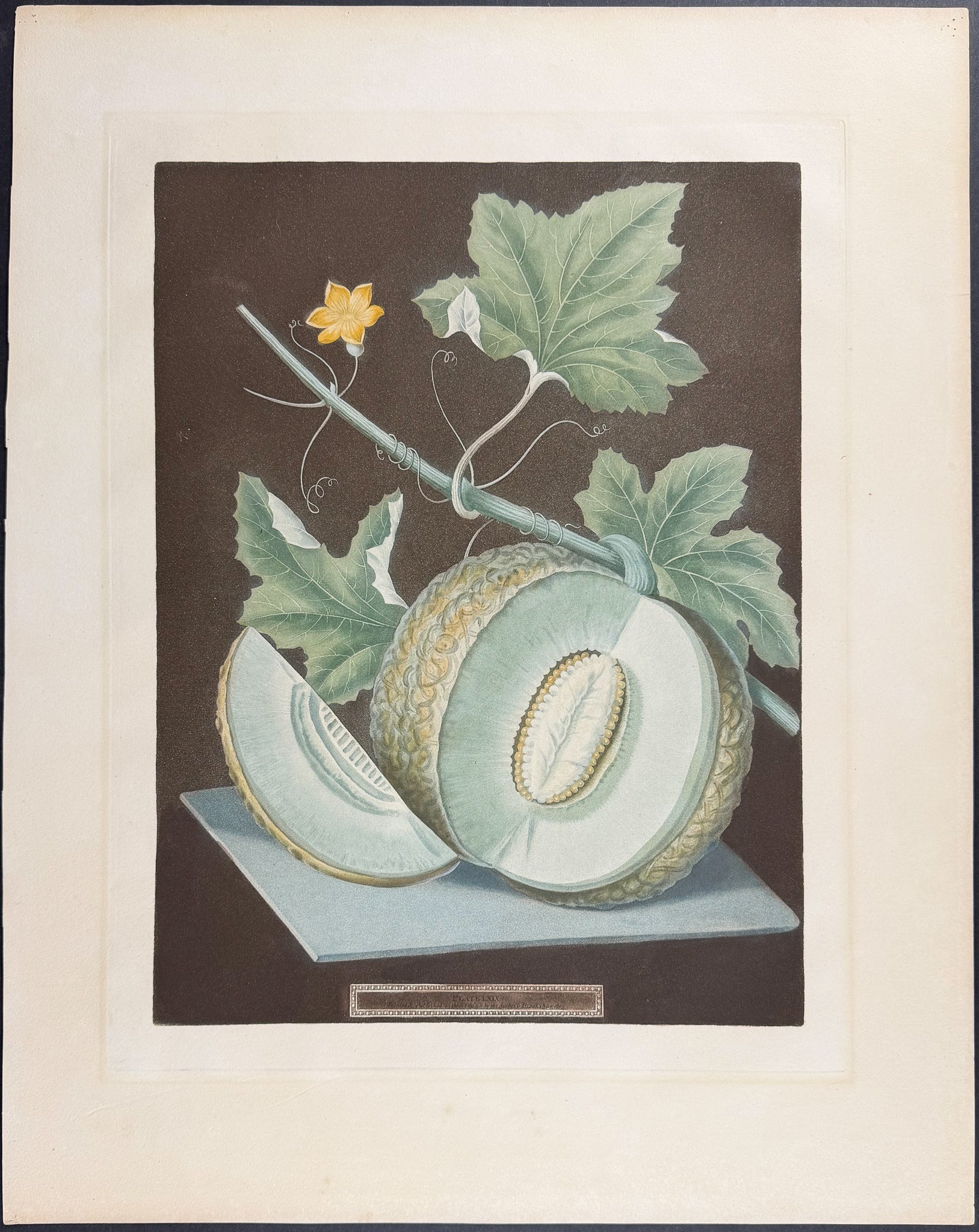 Melon [Green Flesh Melon]