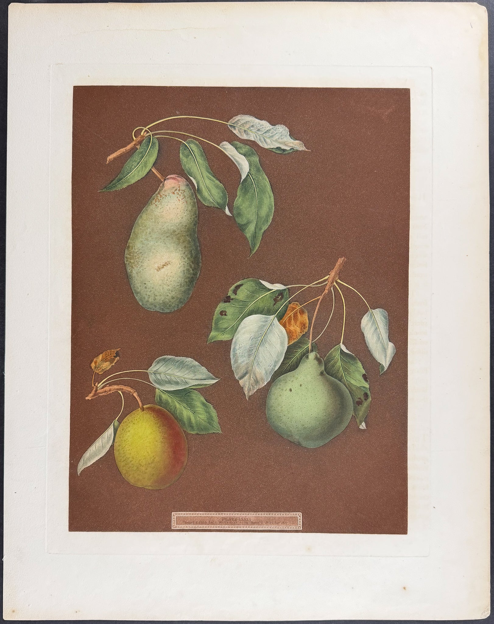Pears [Double Blossom Pear; Swan's Egg Pear; Winter Swan's Egg Pear]