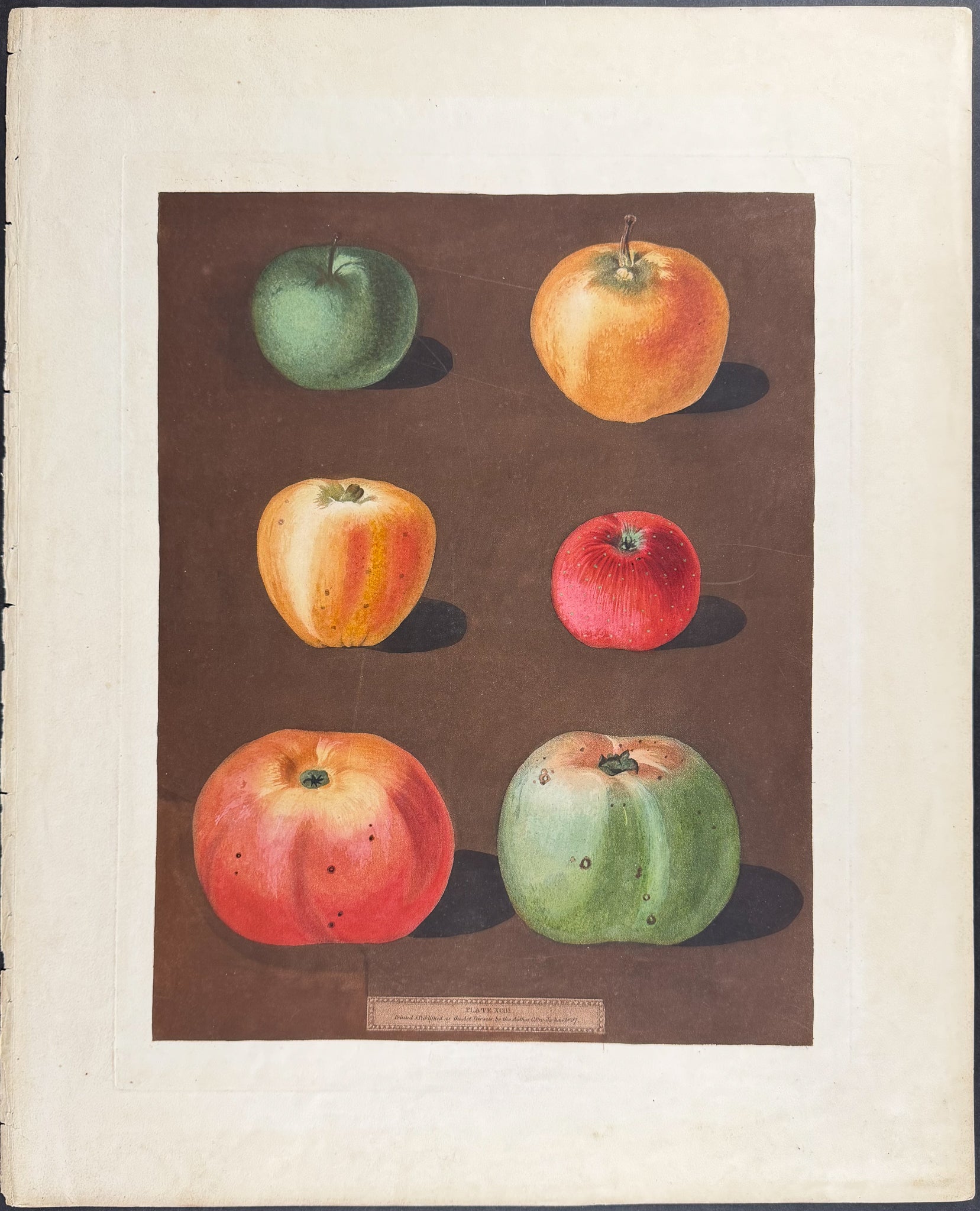 Apples [French Crab; Minshall Crab; Cockage Apple; Red Streack; Holland Burry; New Town Pippin]