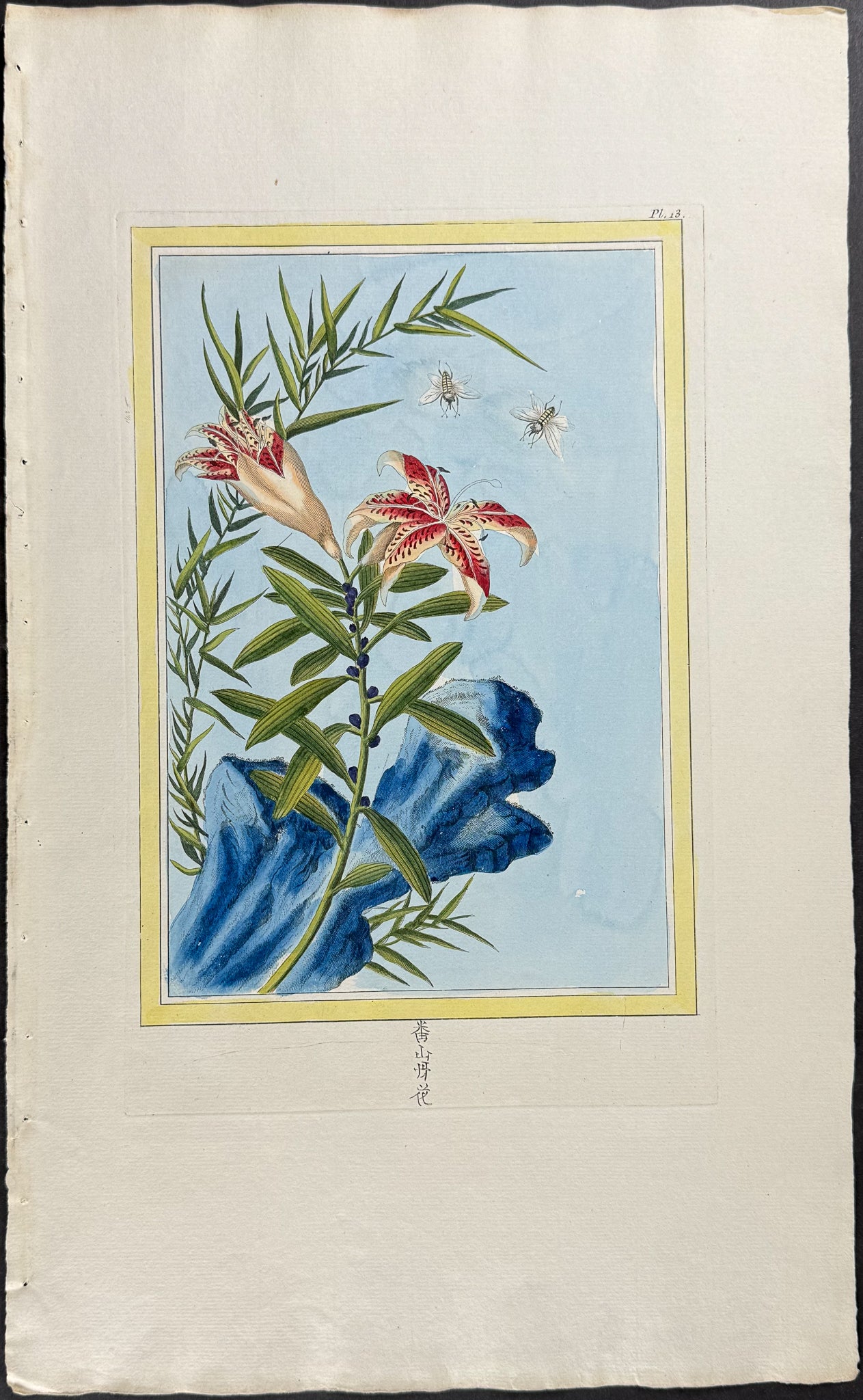 Lily & Insect