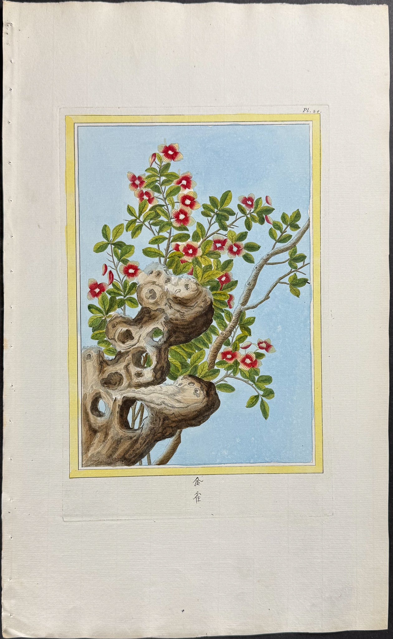 Botanical