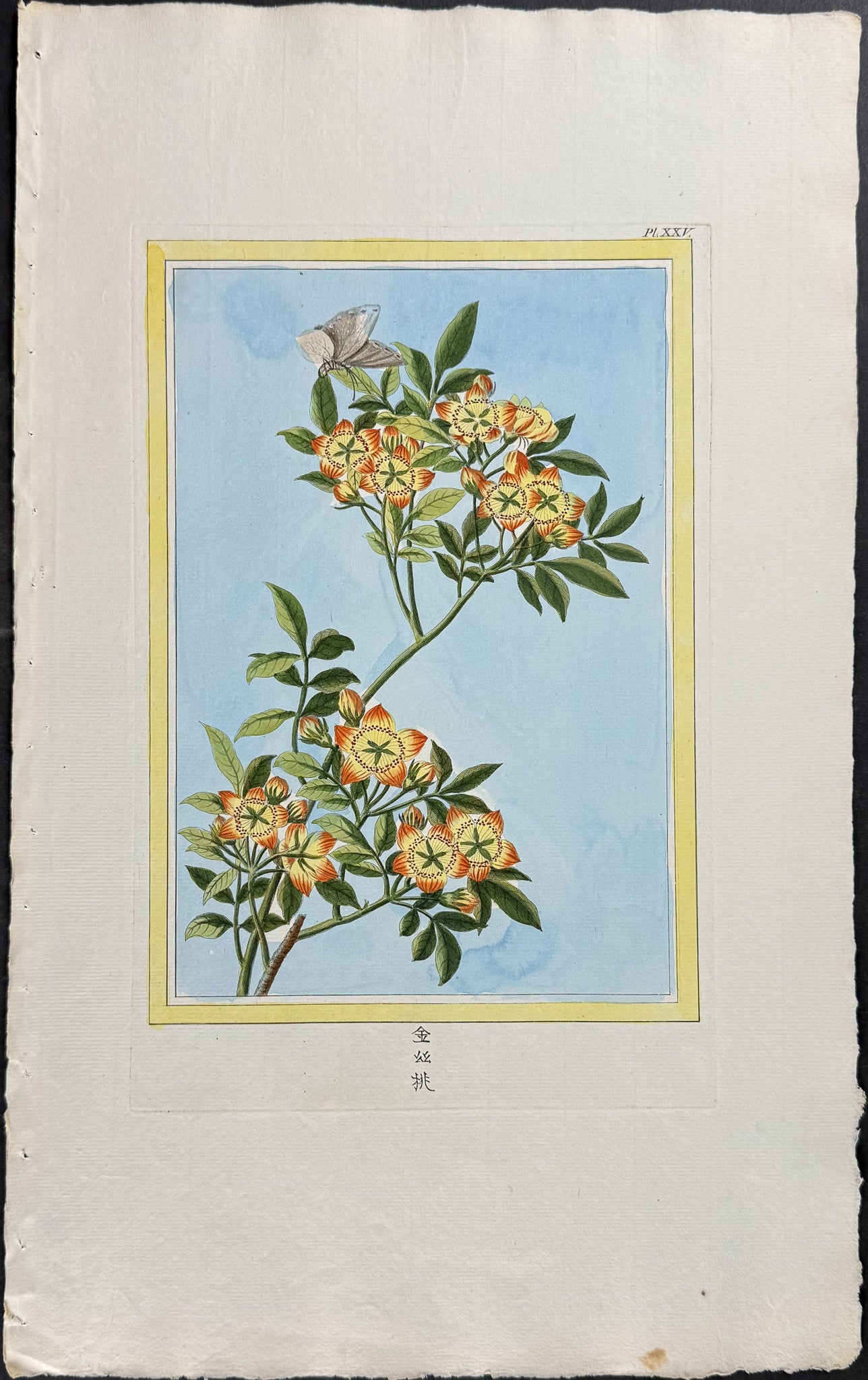 Crabapple Blossom & Moth