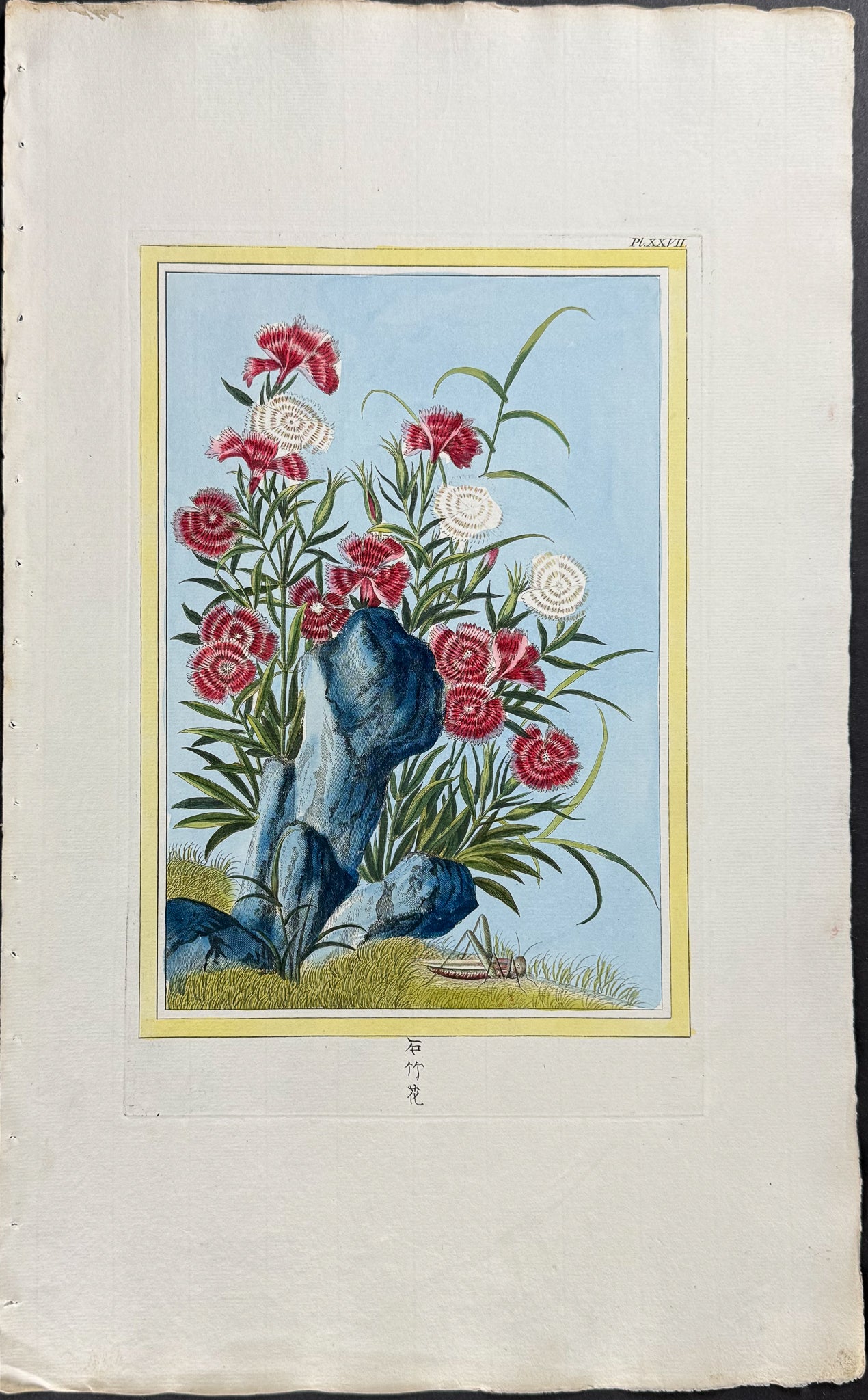 Carnation
