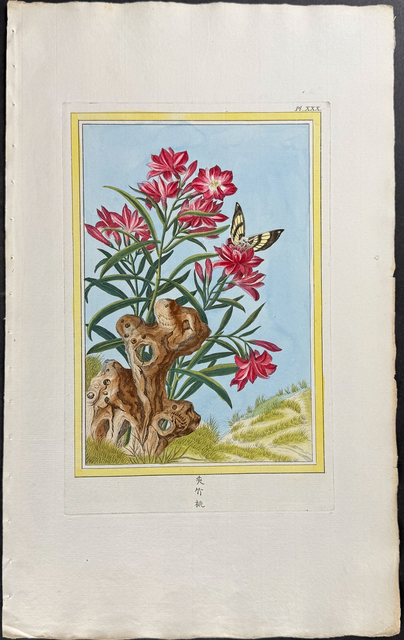 Oleander & Moth