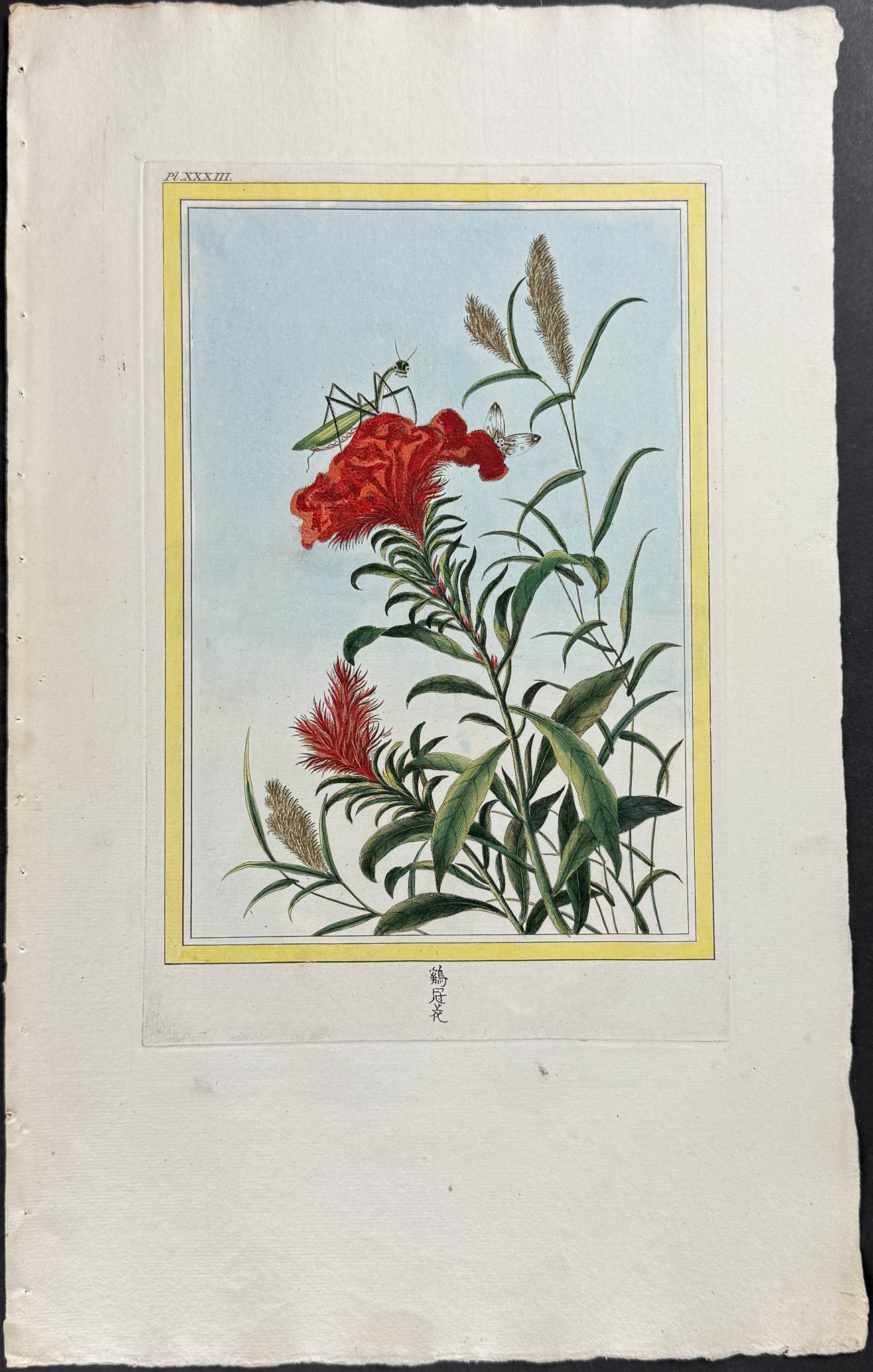 Cockscomb & Praying Mantis