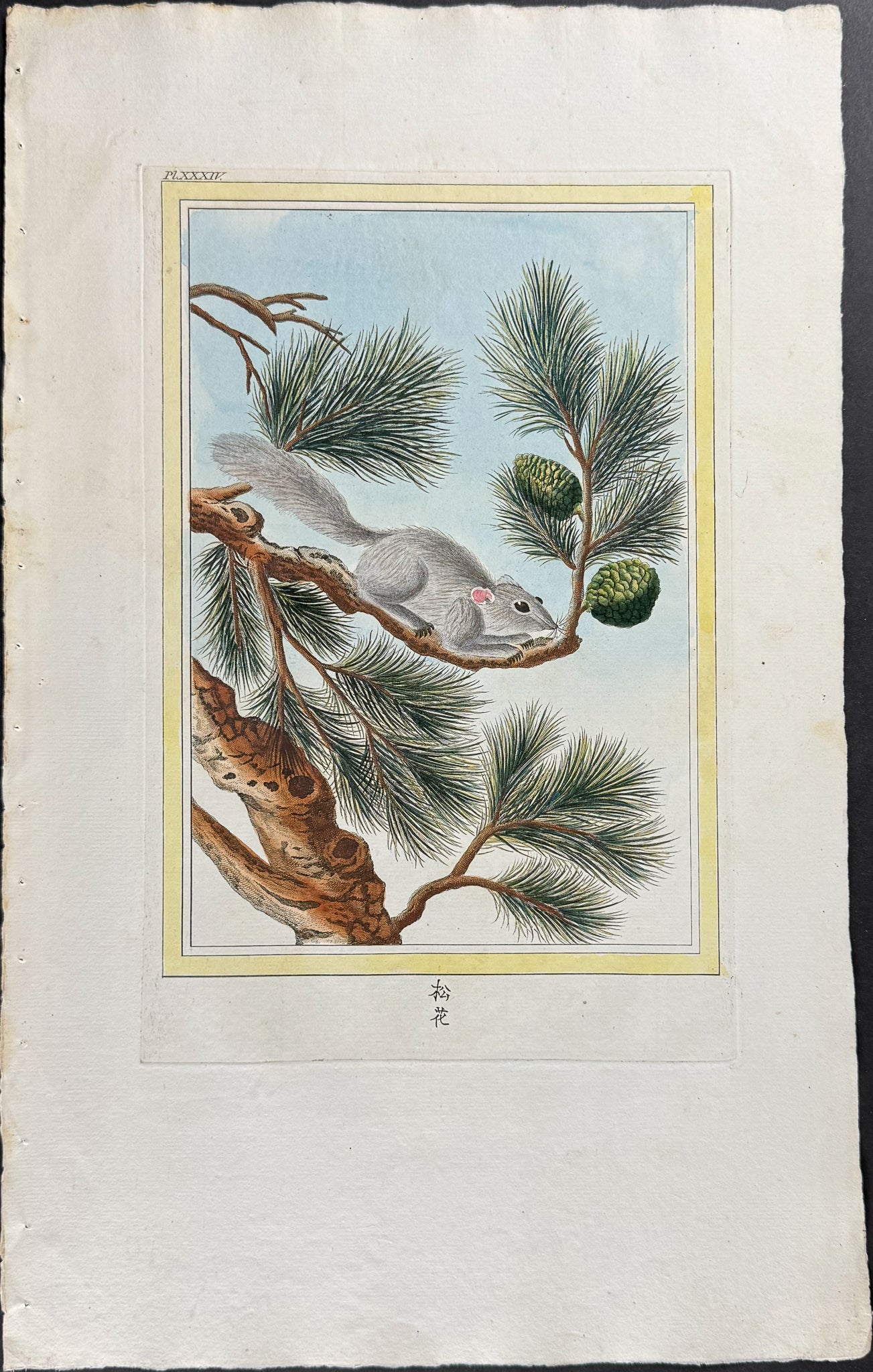 Pine & Squirrel