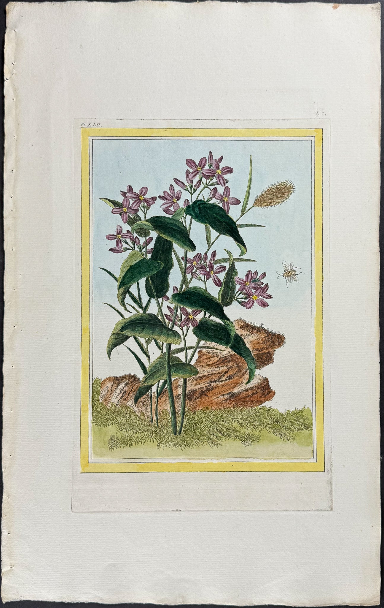 Honesty Plant & Insect