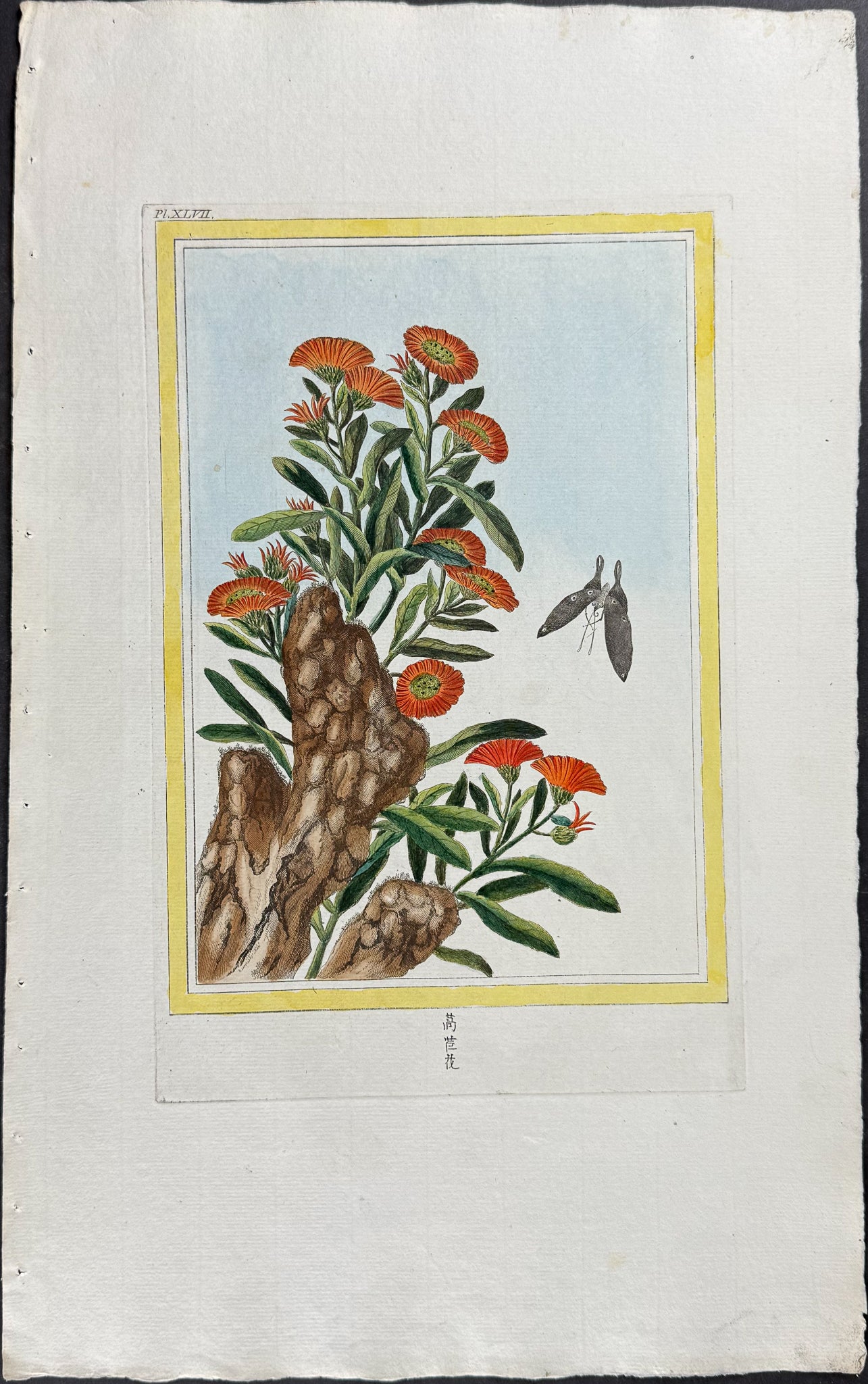 Calendula & Butterfly