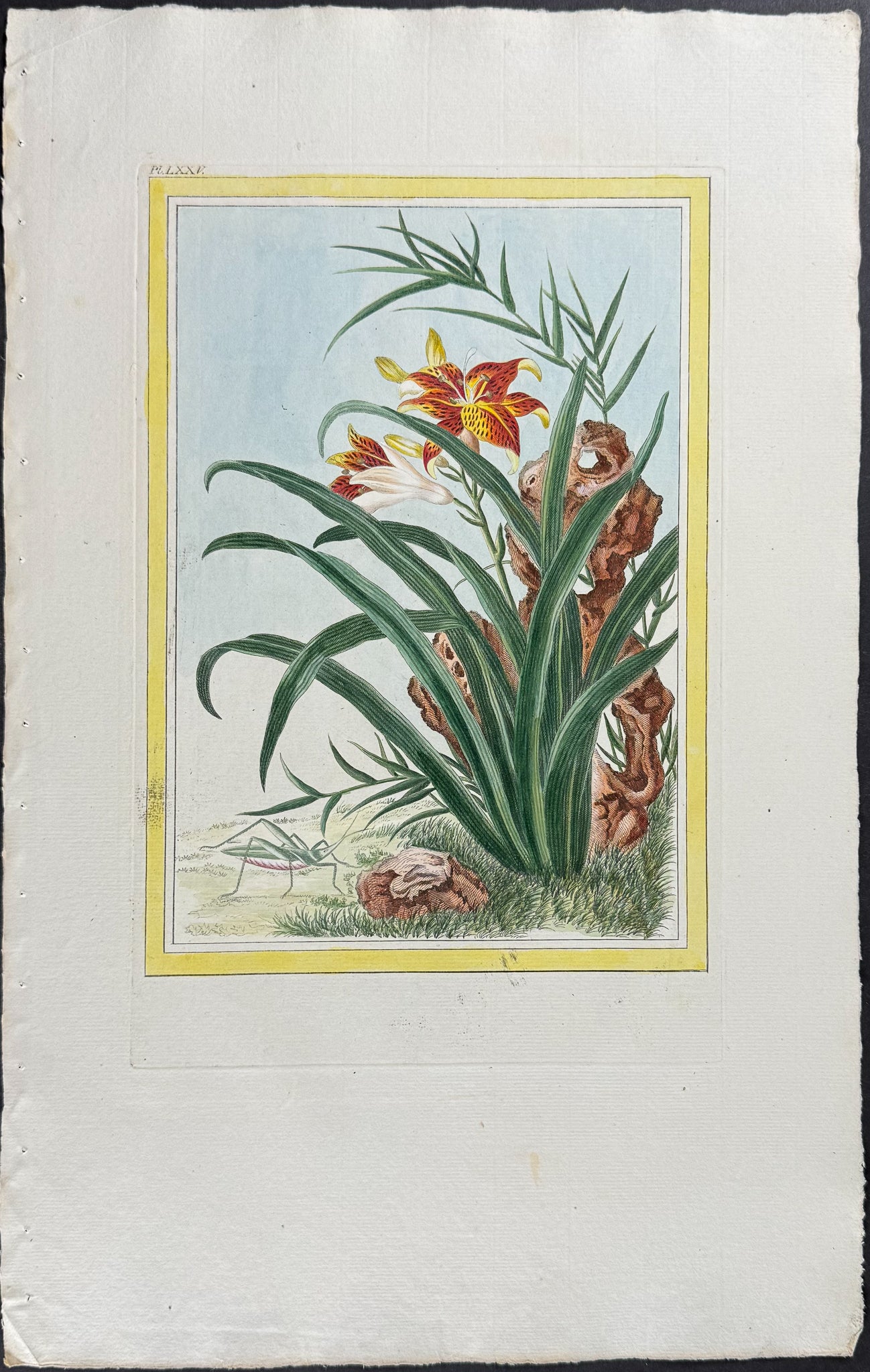 Lily & Grasshopper