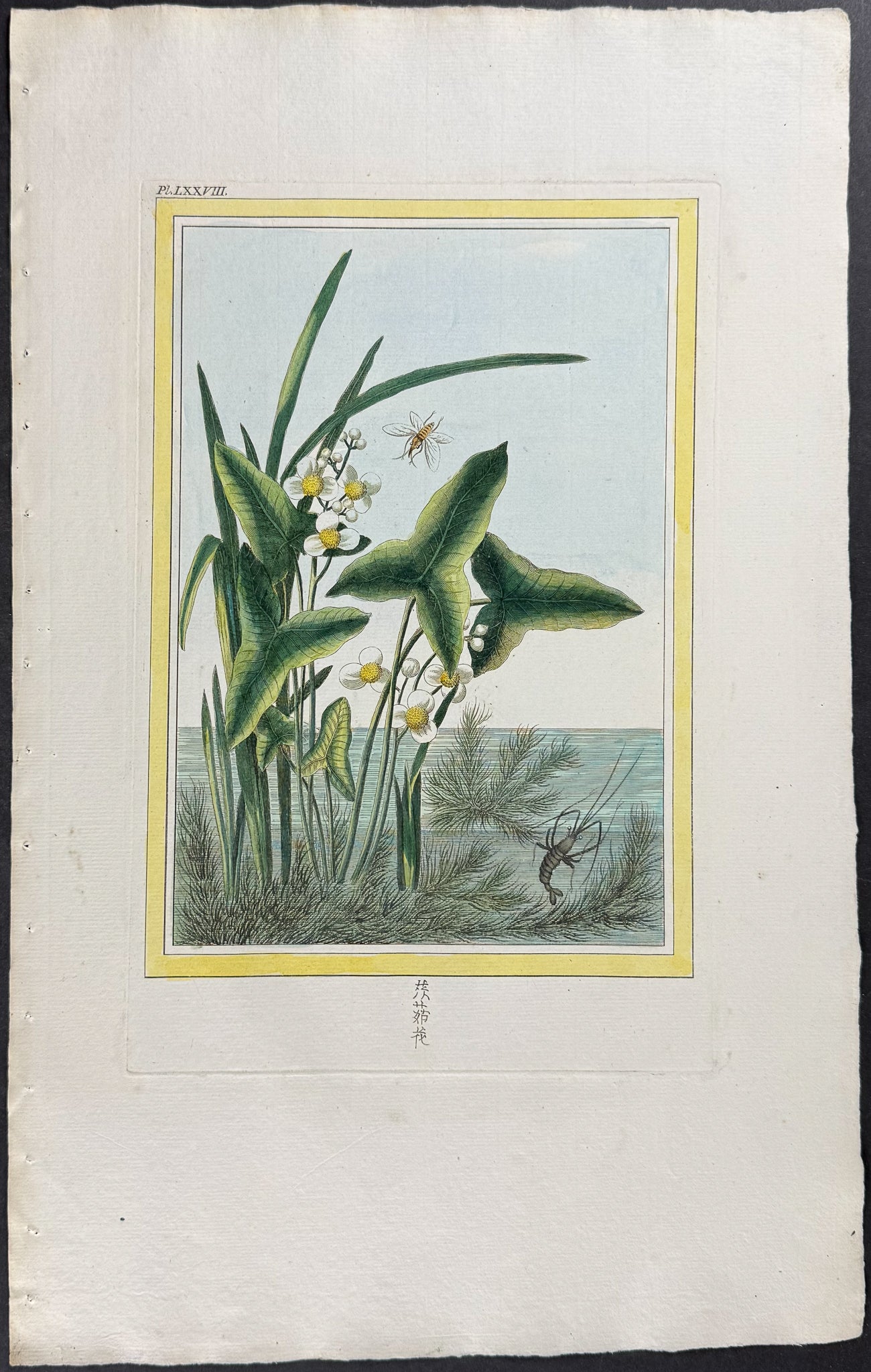 Arum Arrowhead & Shrimp, Insect