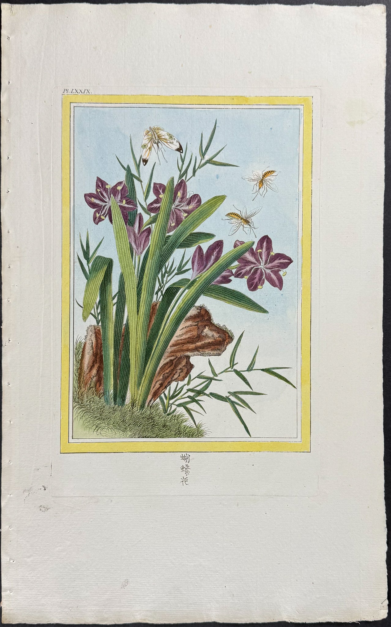Japanese Iris & Butterfly, Insect