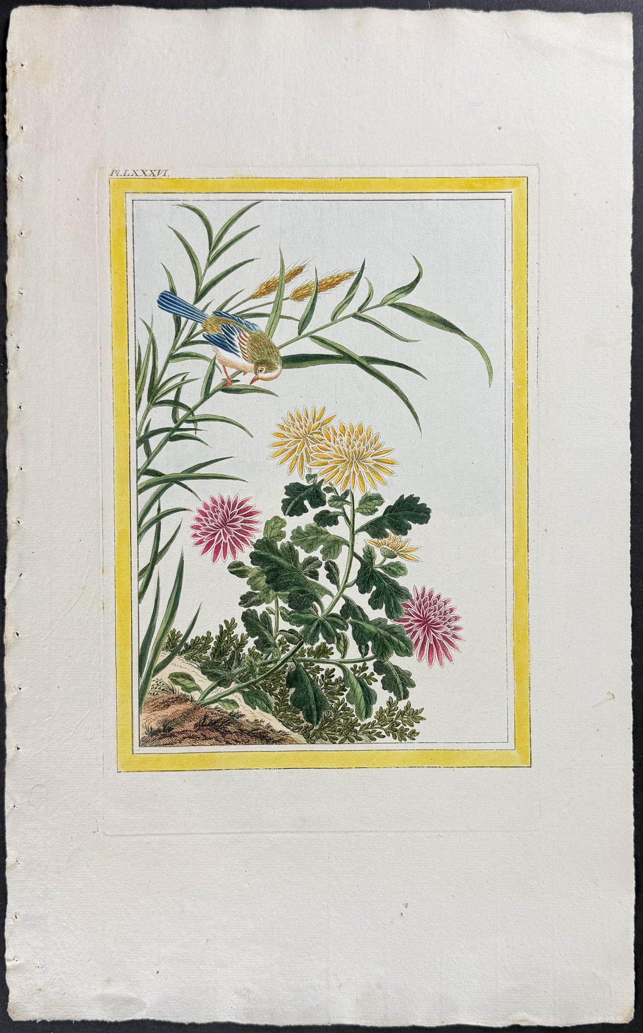 Chrysanthemum & Bird