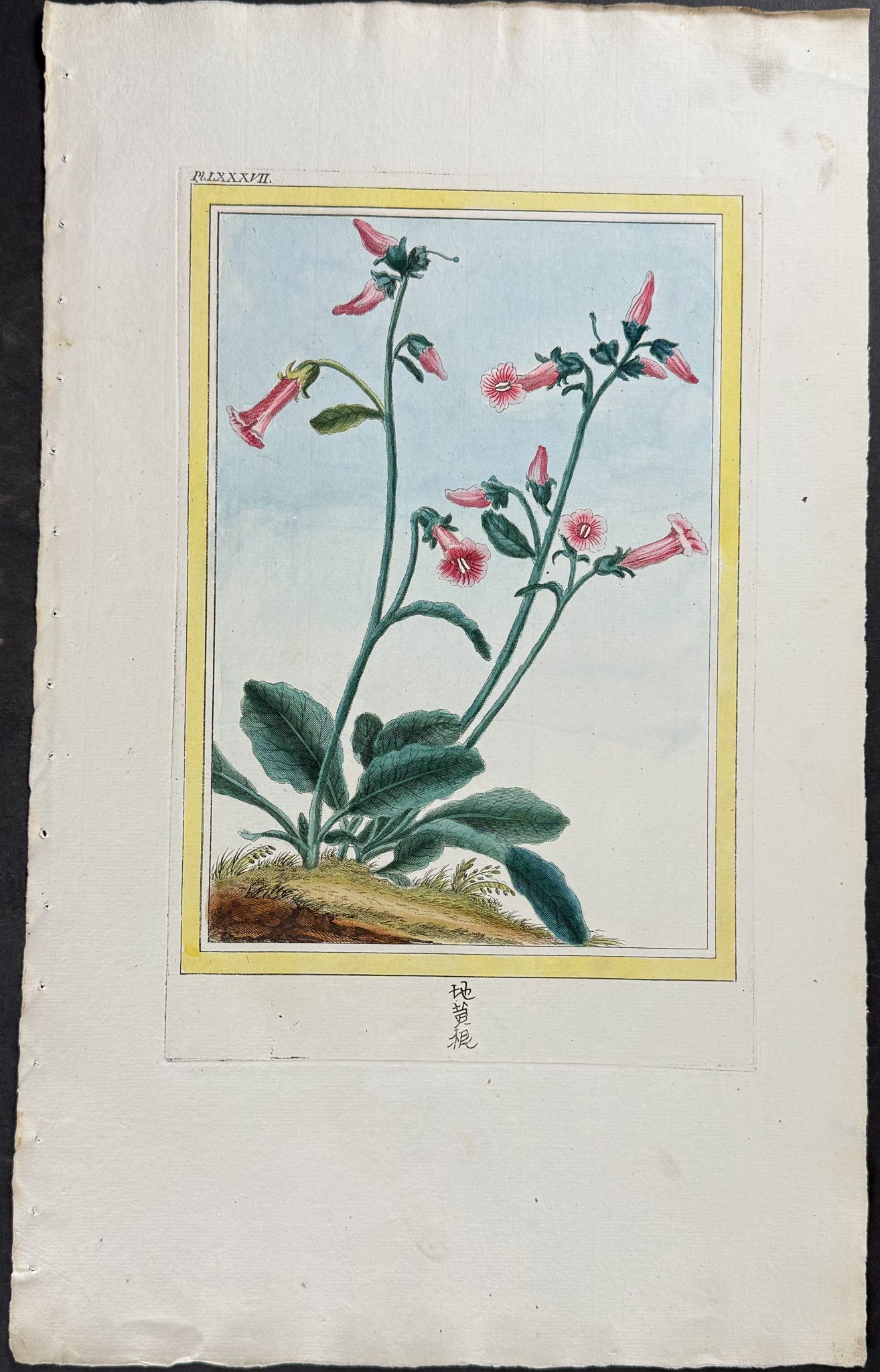 Tobacco Plant