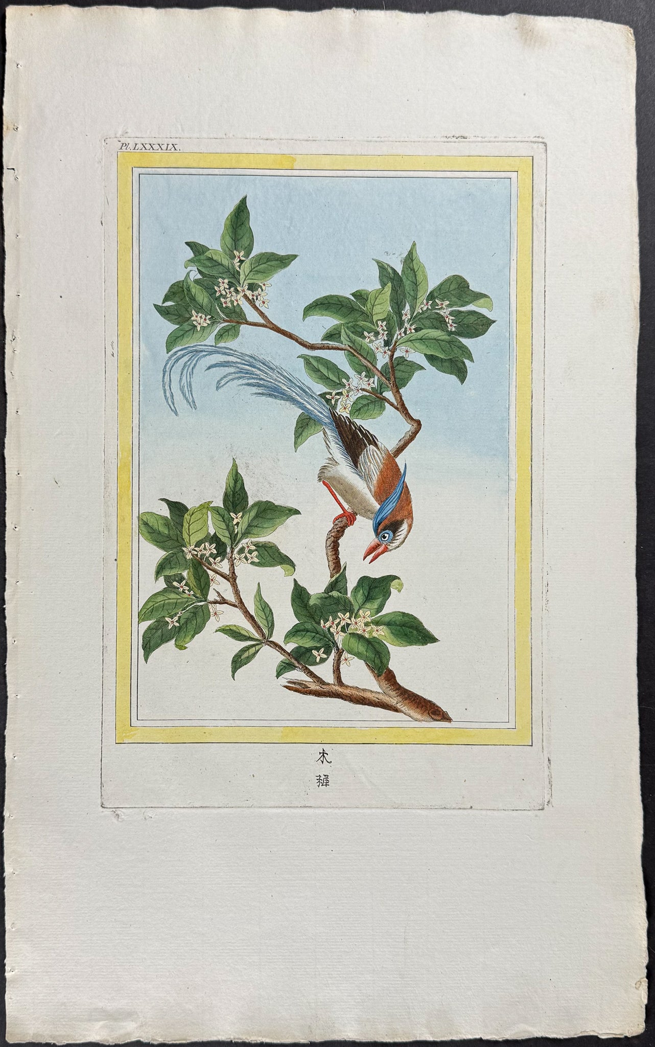 Buckthorn & Bird