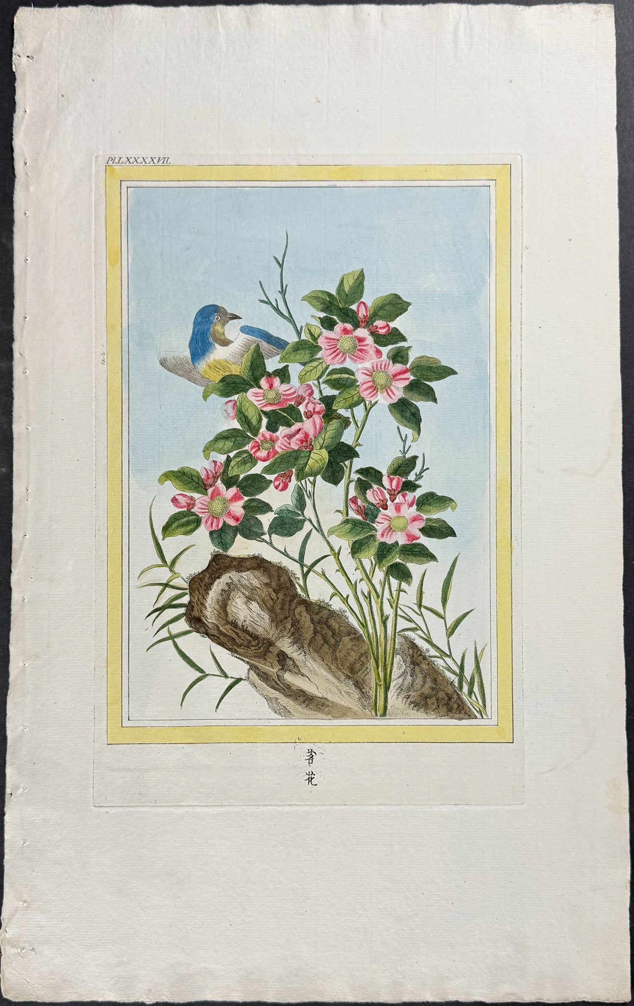 Rose & Bird