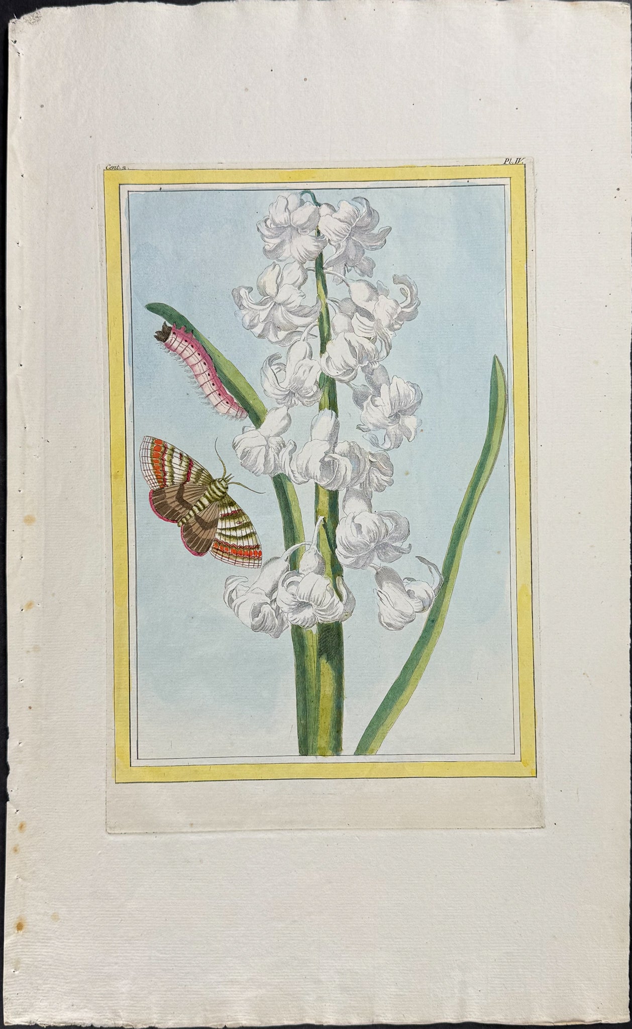 Hyacinth, Caterpillar, & Moth