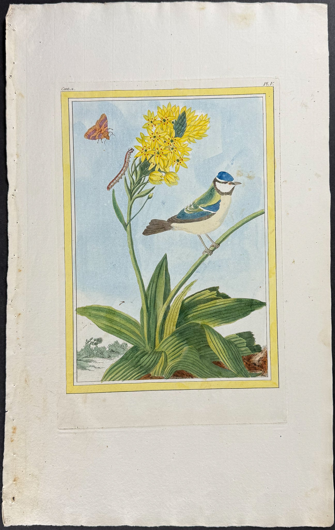 Sun Star, Caterpillar, & Bird