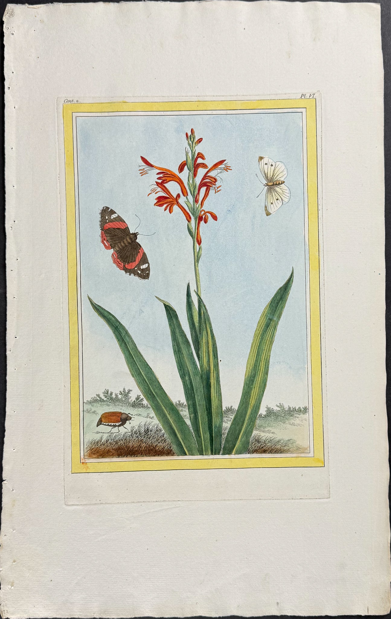 Botanical, Moths, & Beetle