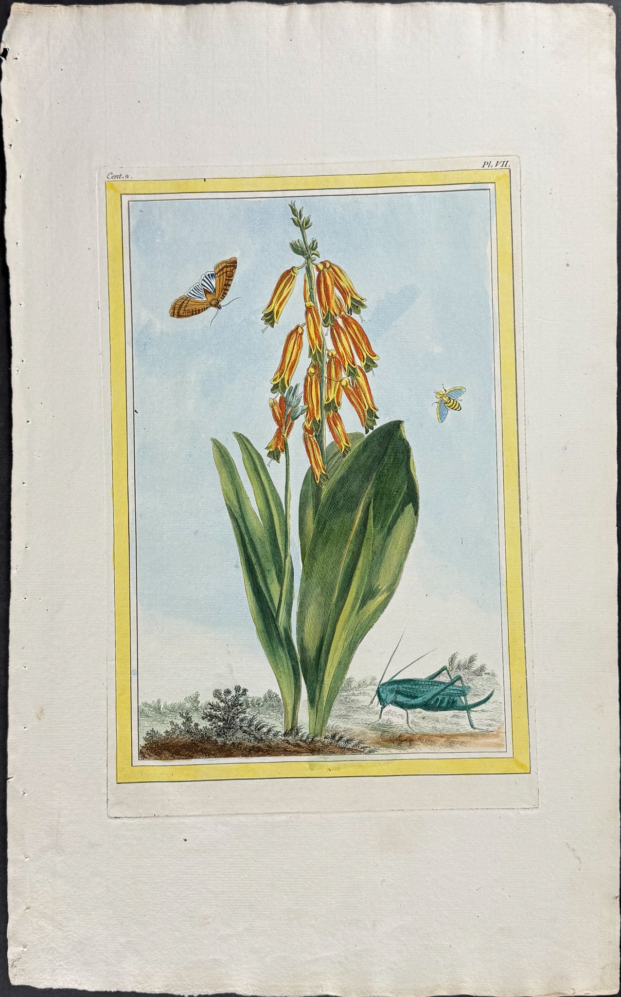 Four-colored Opal Flower, Moth, & Bee