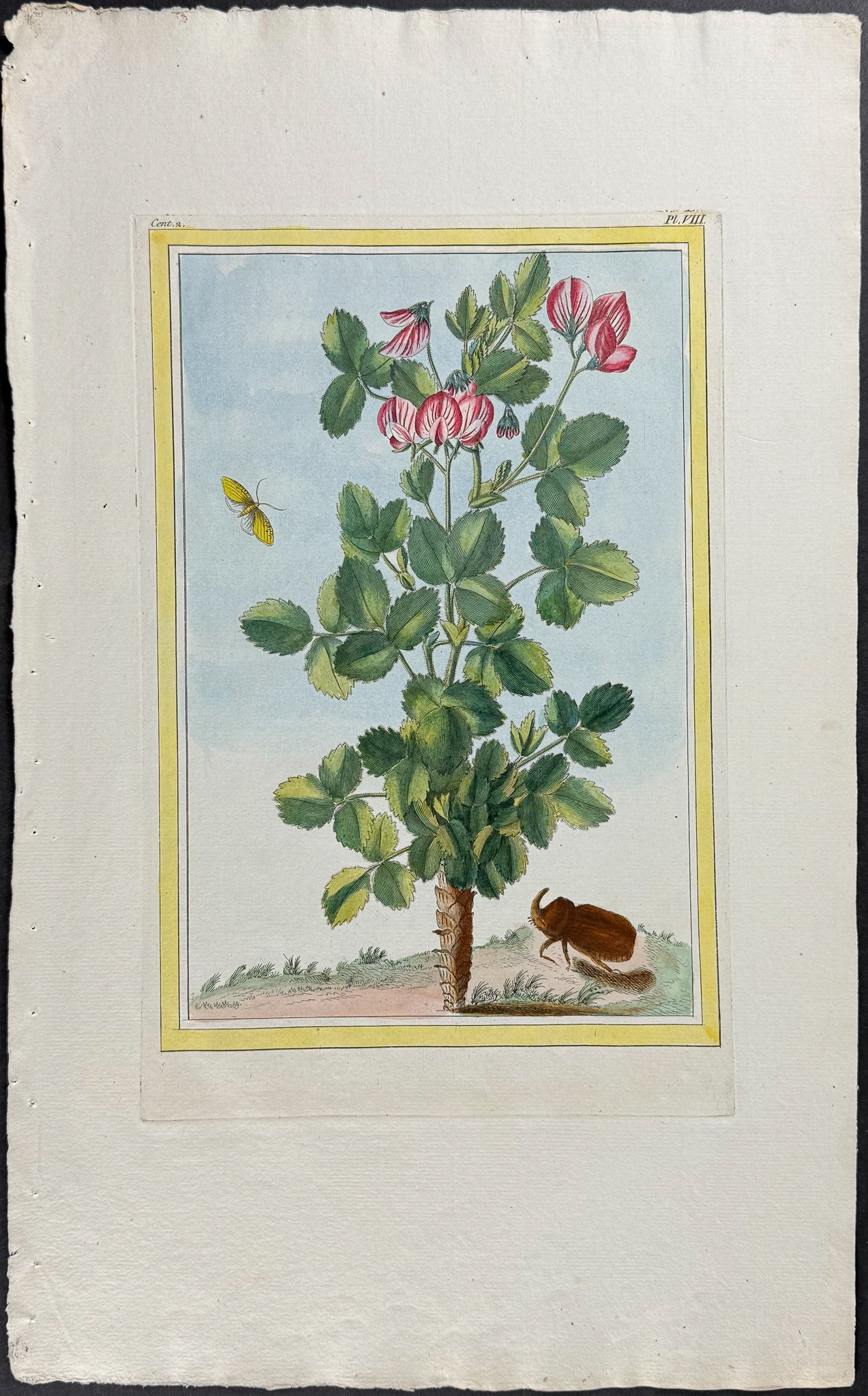 Botanical, Beetle, & Moth