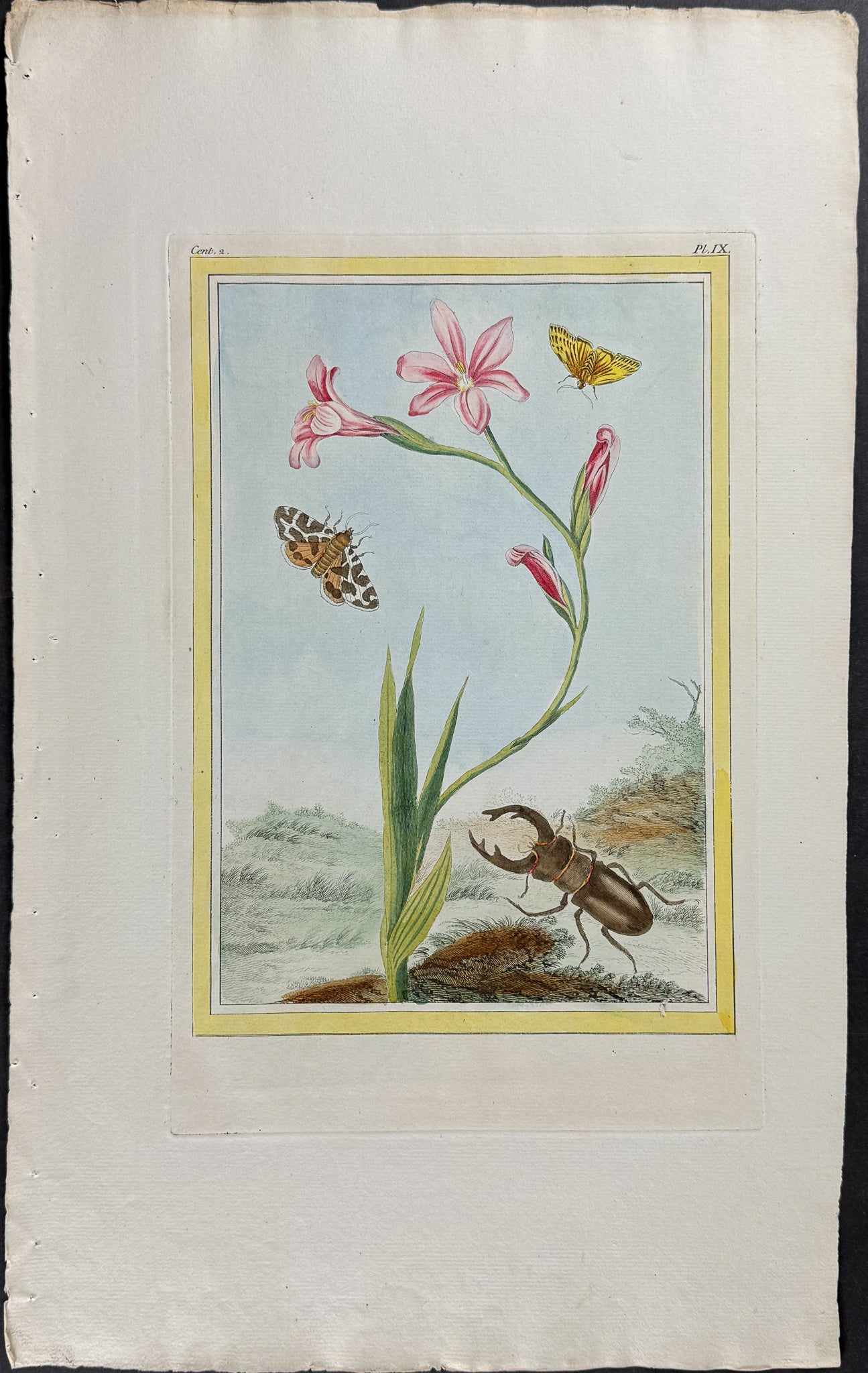Ixia, Moths, & Beetle