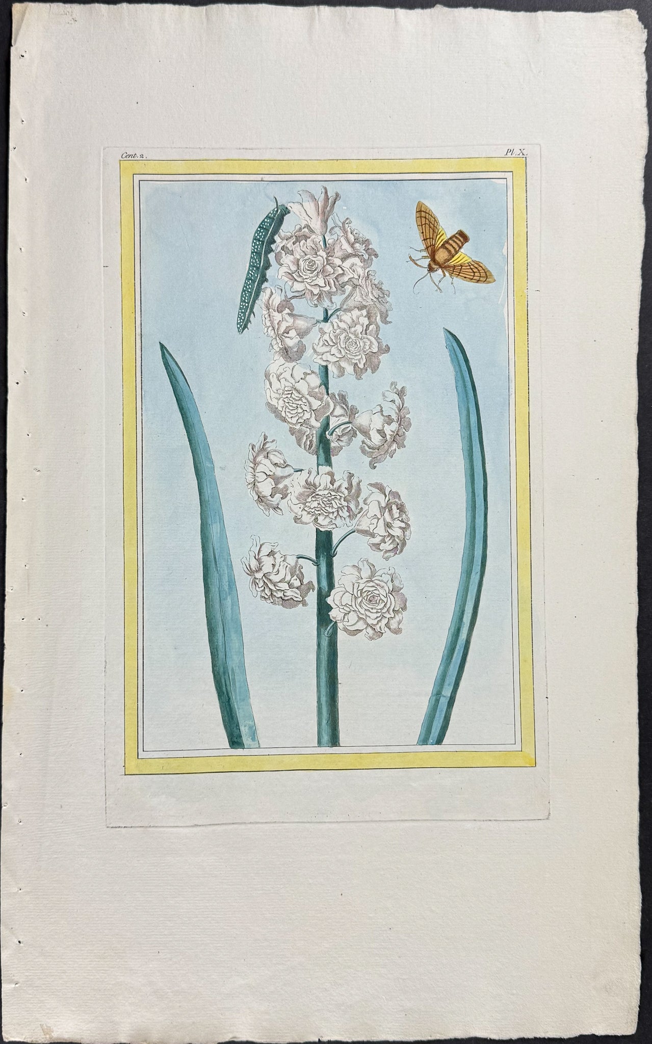 Hyacinth, Caterpillar, & Moth