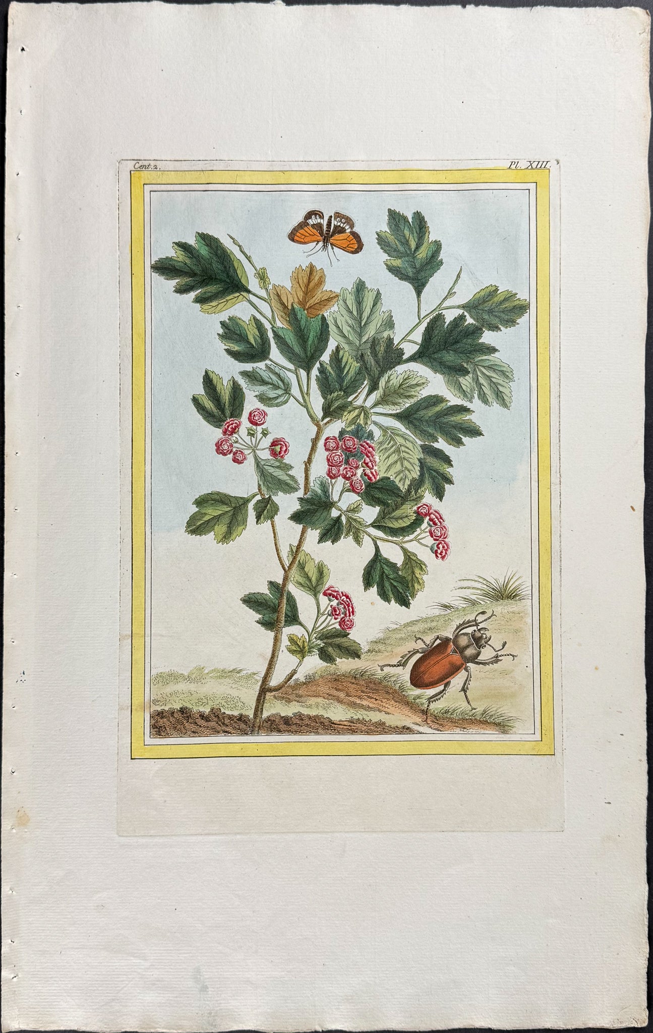 Hawthorn, Moth, & Beetle