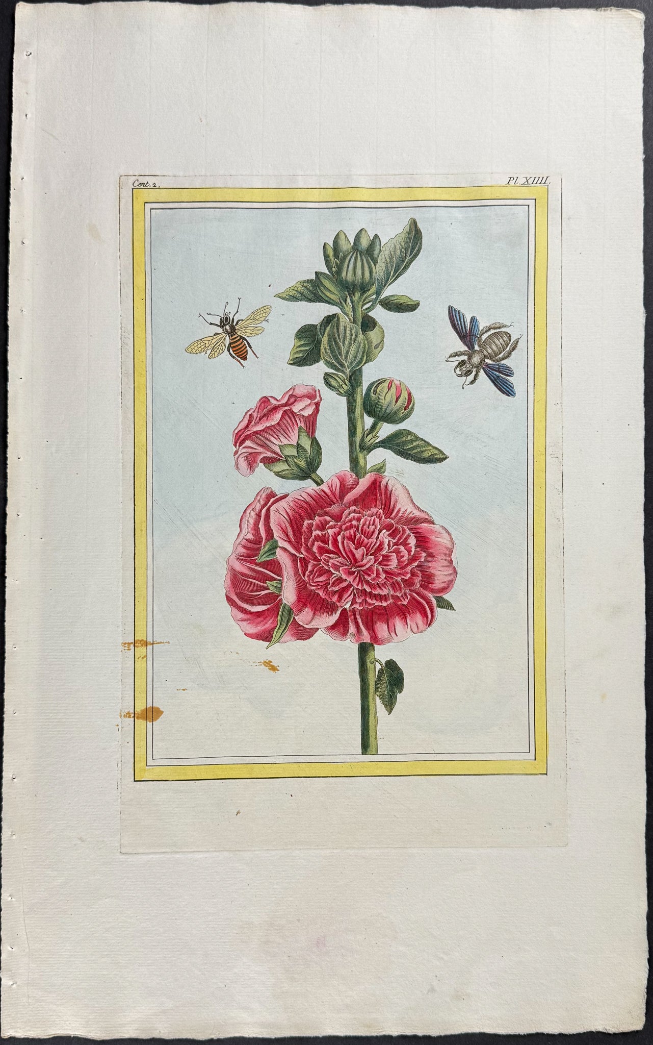 Hollyhock, Bee, & Insect
