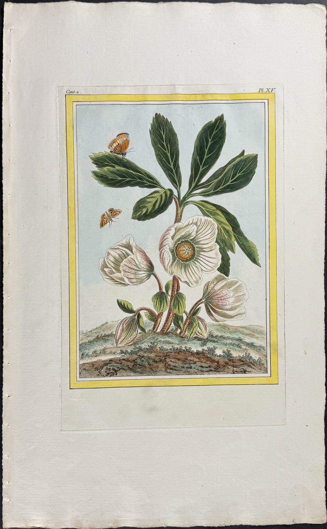 Helleborus & Moths