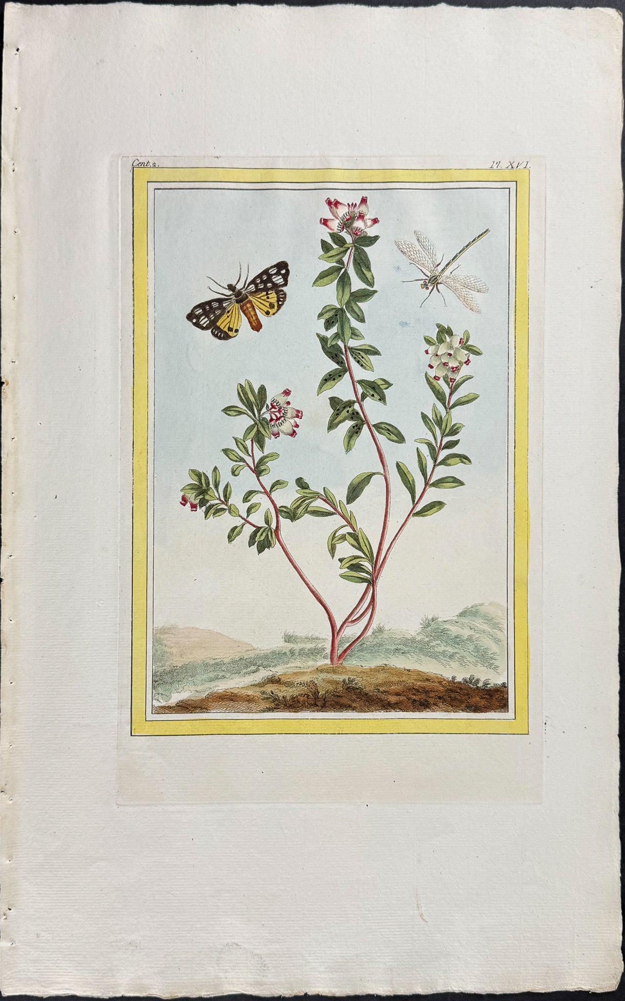 Strewberry Tree & Dragonfly