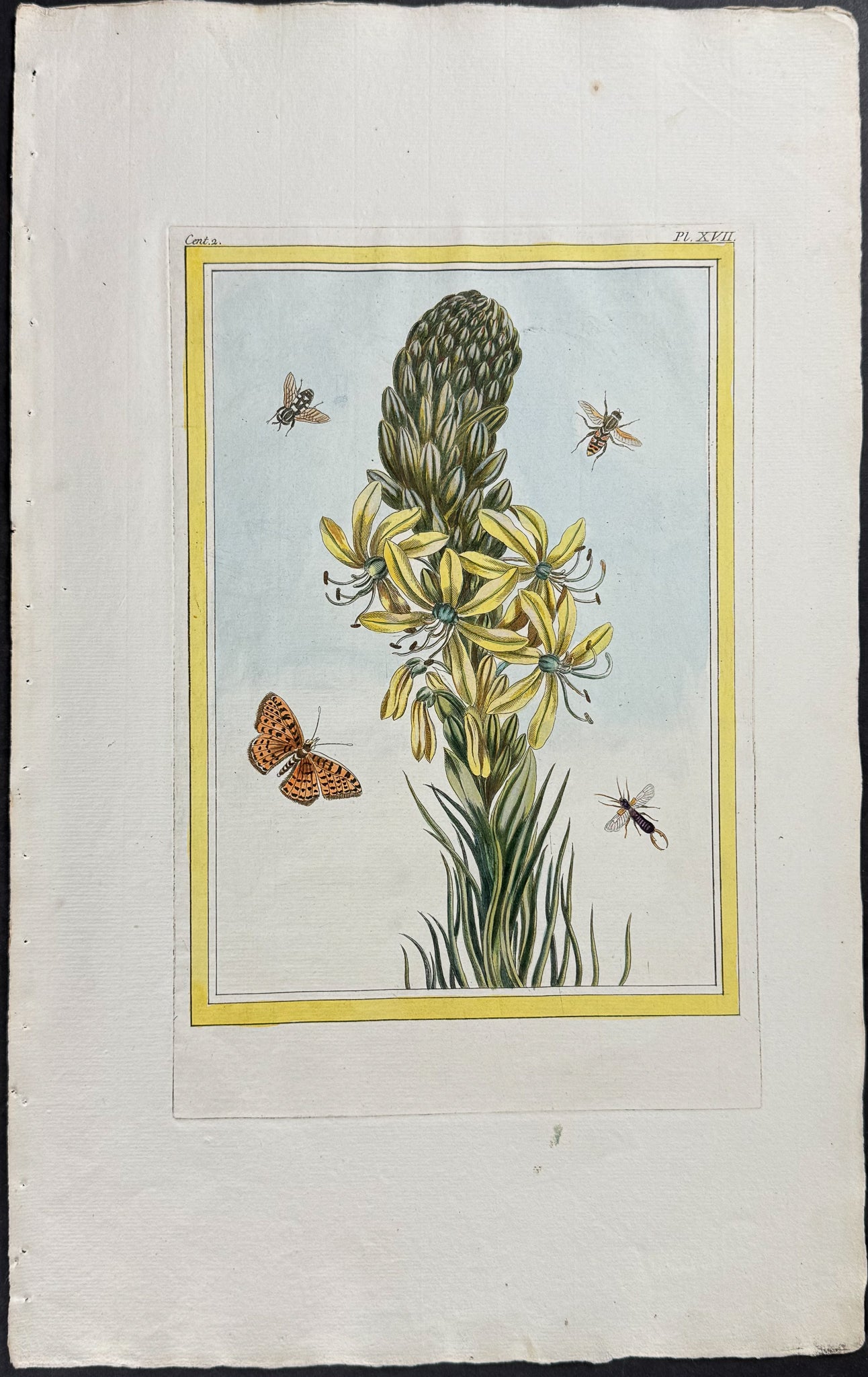 Asphodel & Insects
