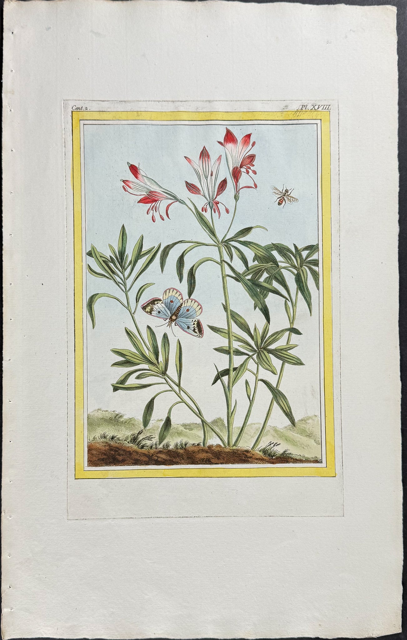 Peruvian Lily & Butterfly