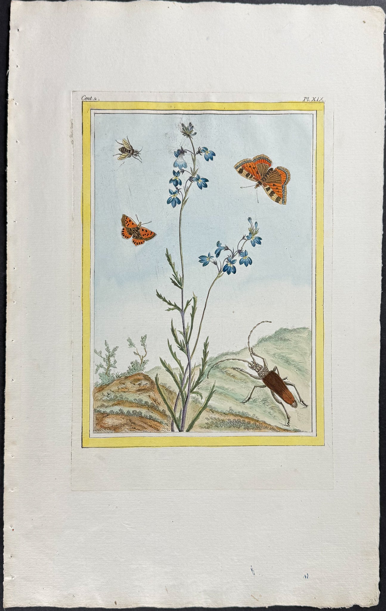 Blue Cardinal Flower, Butterflies, & Insect